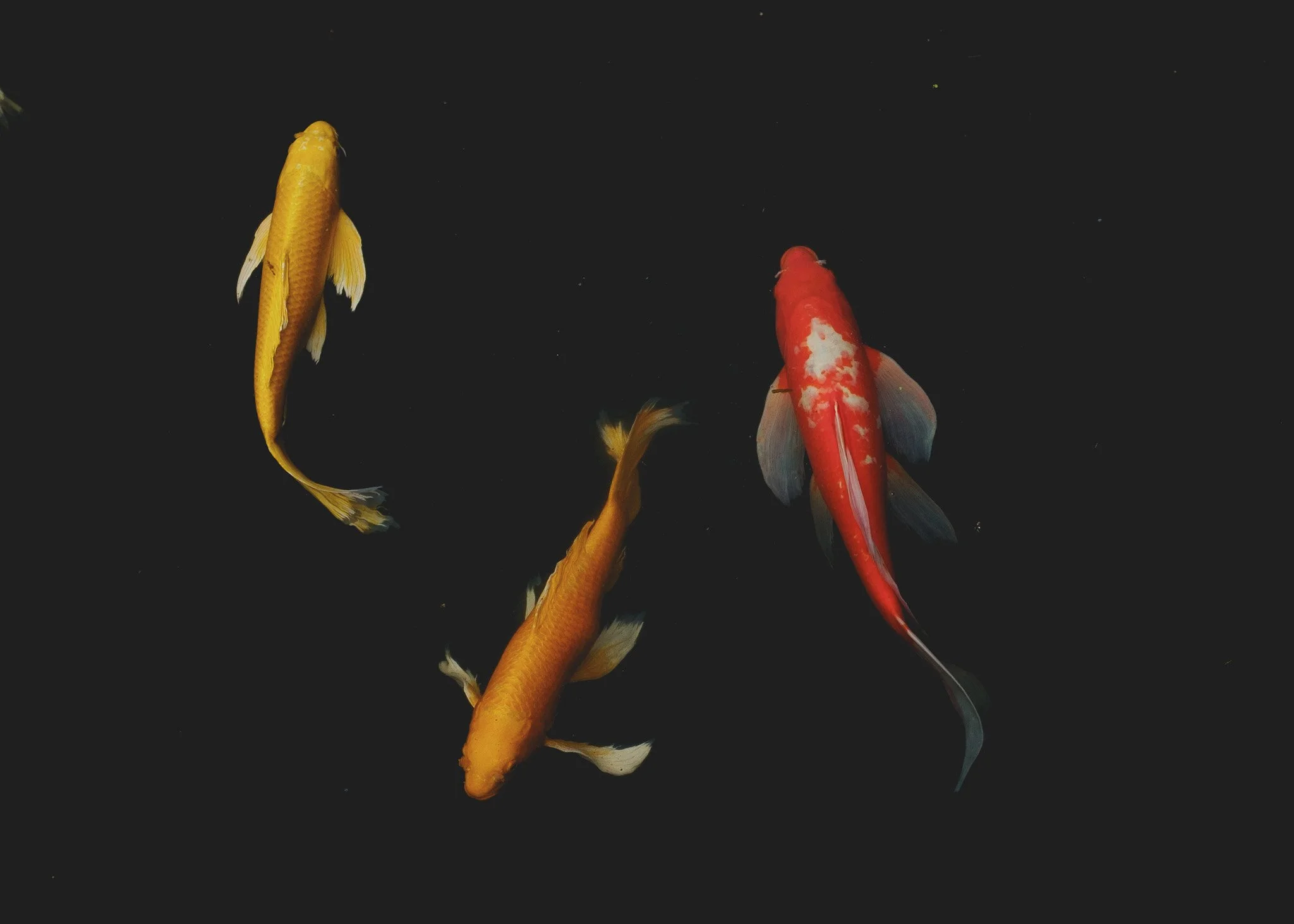 DSCF7605.jpg