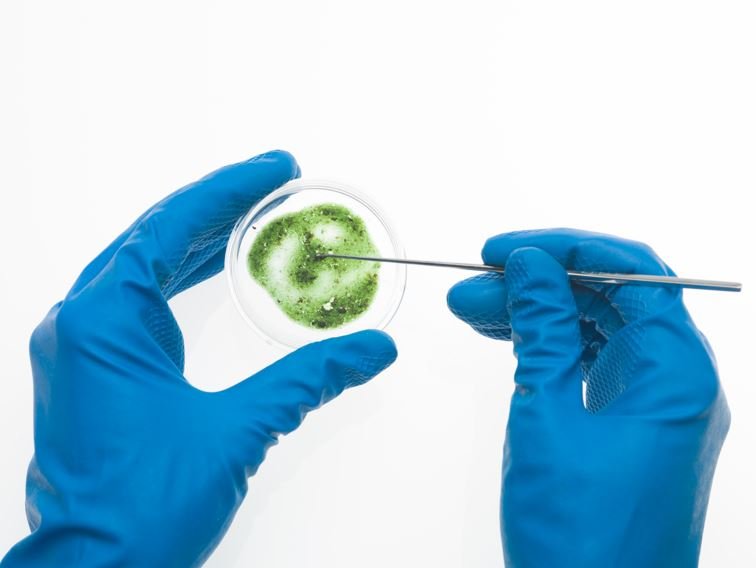 lab hands with mold dish
