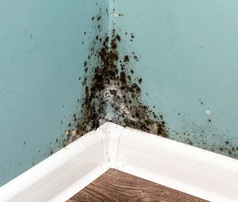 black mold on wall