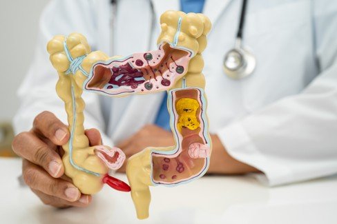 model of digestive system