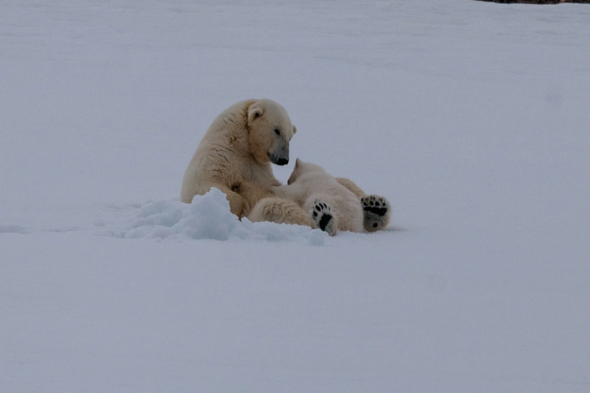 Polar-Bear-Mother-Nursing_2026-06-04_01.jpg