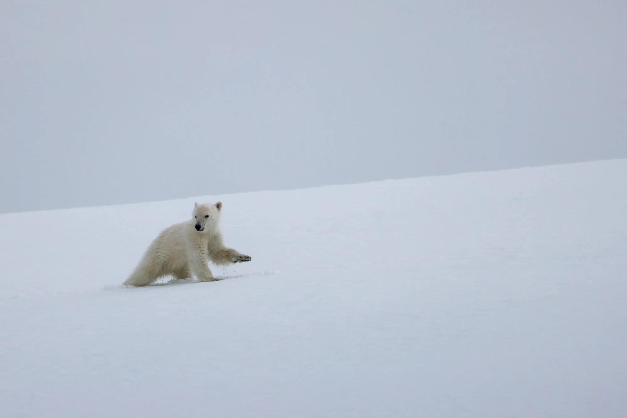 Polar-Bear-Cub_2026-06-04_02.jpg
