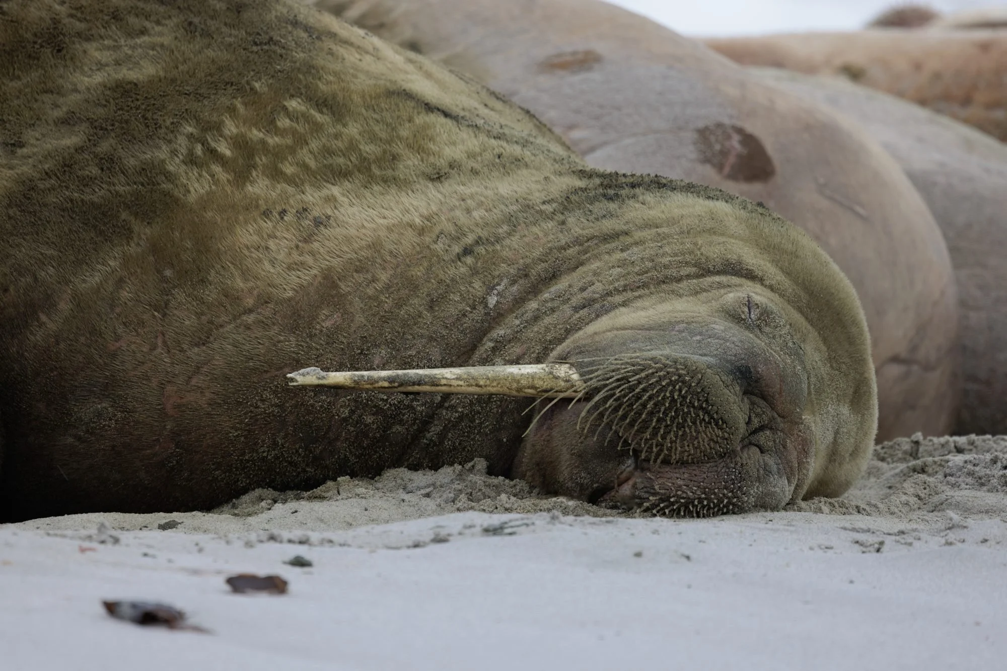 Sleeping-Arctic-Walrus_2026-06-04_01.jpg