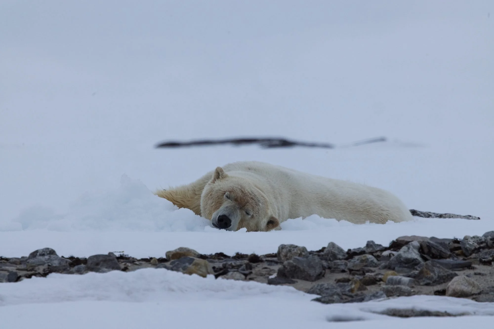 Resting-Polar-Bear_2026-06-04_01.jpg