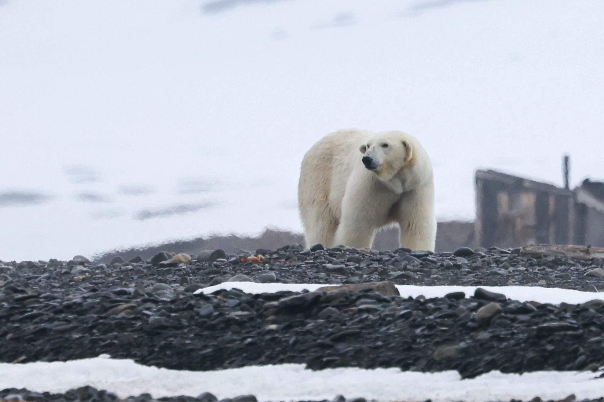 Wild-Polar-Bear_2026-06-04_01.jpg