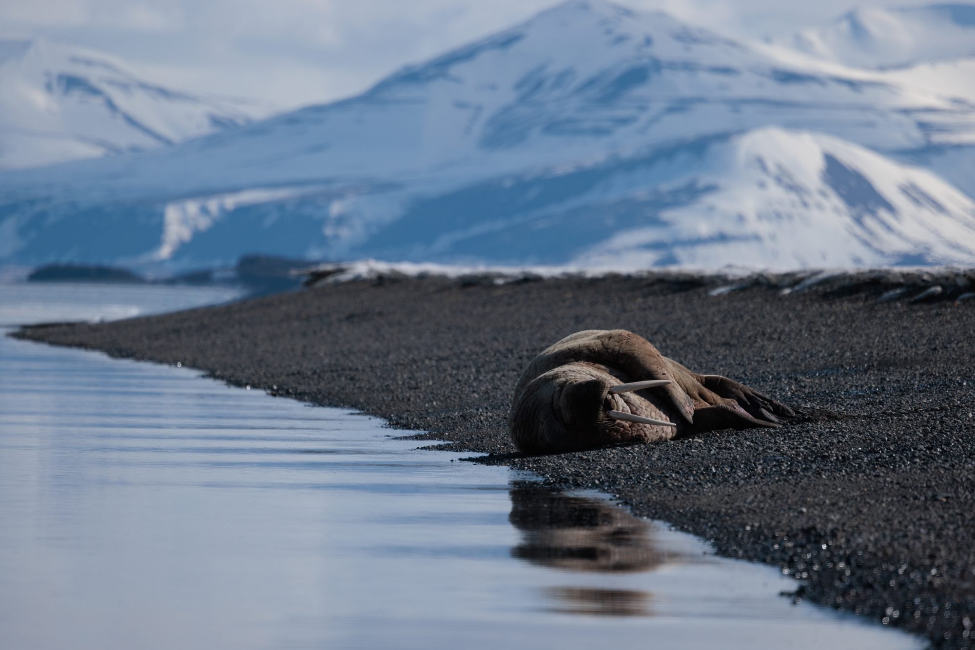 Resting-Arctic-Walrus_2026-06-04_01.jpg