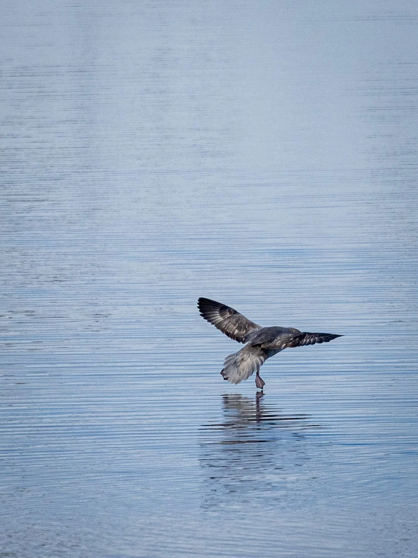 Landing-Barnacle-Goose_2026-06-04_01.jpg