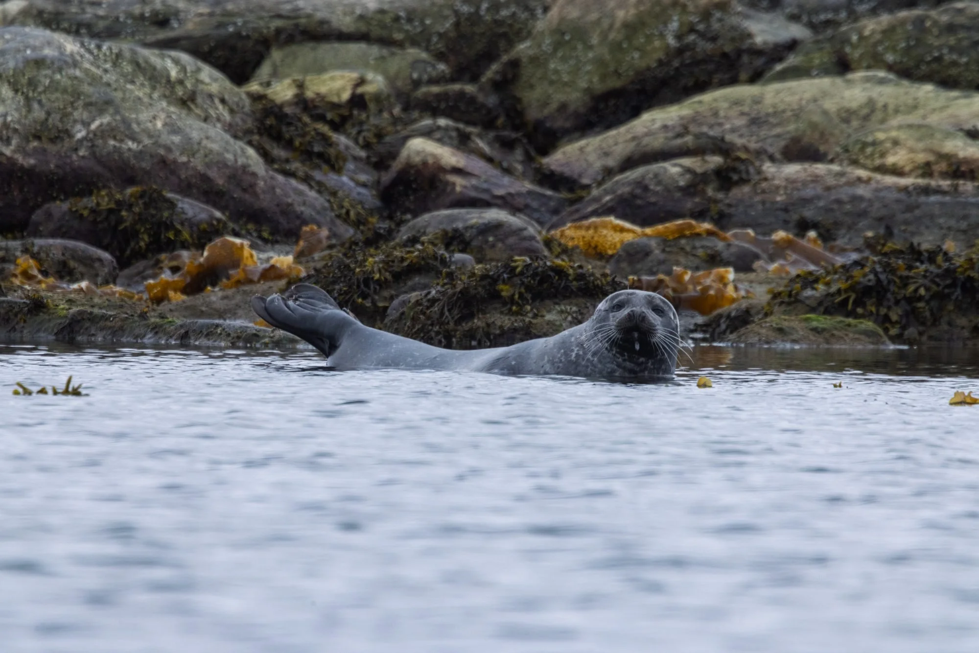 Arctic-Bearded-Seal_2026-06-04_01.jpg