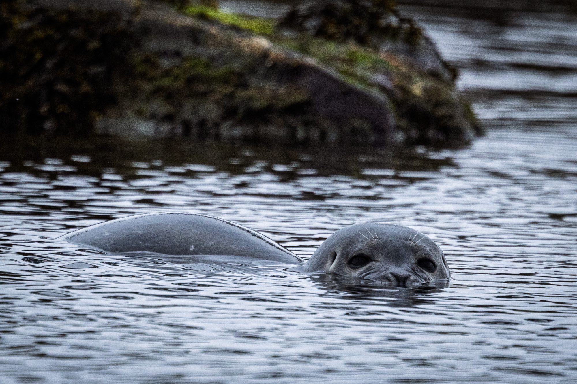 Harbor-Seal-Peeking_2026-06-04_01.jpg