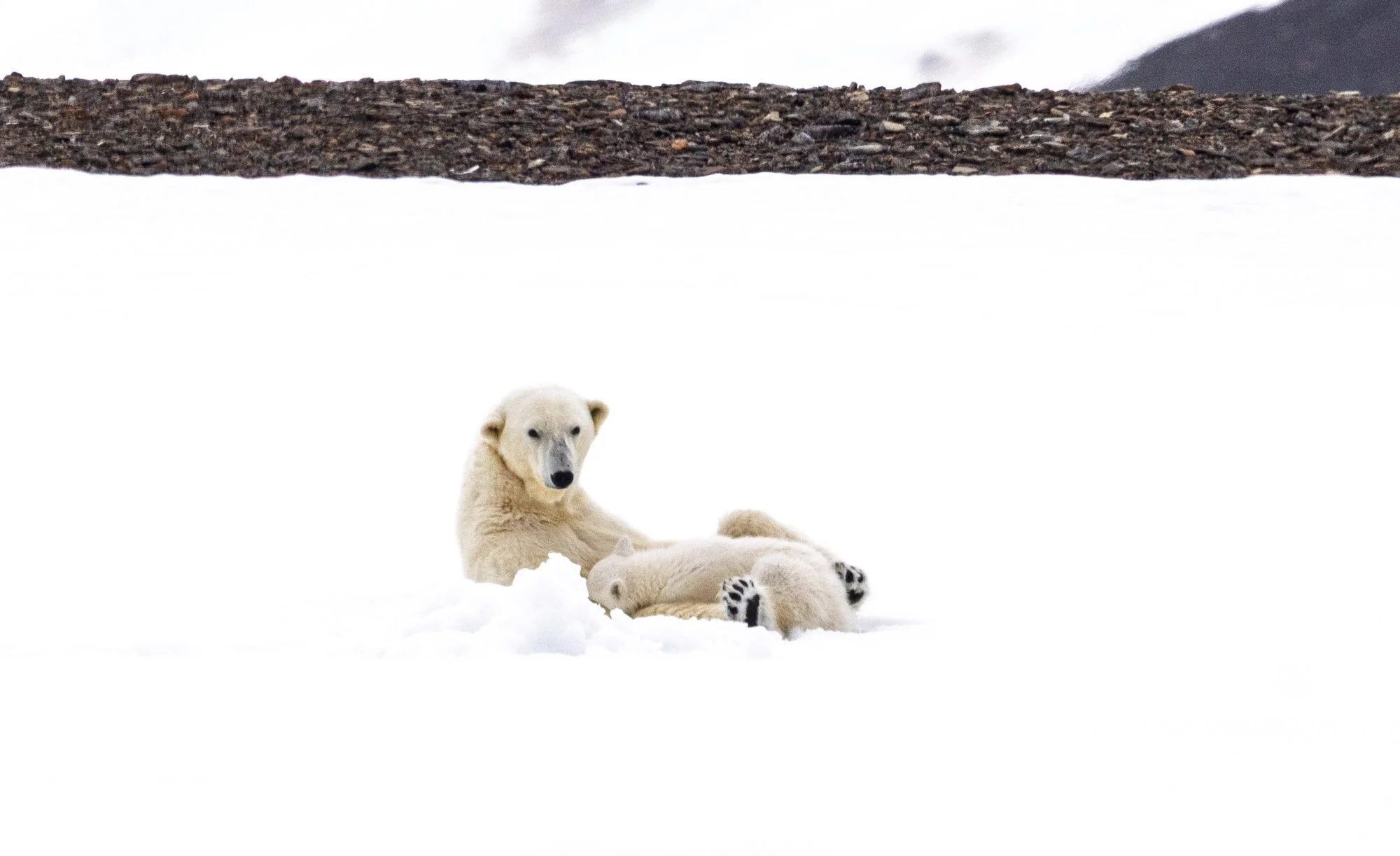 Polar-Bear-Family_2026-06-04_05.jpg