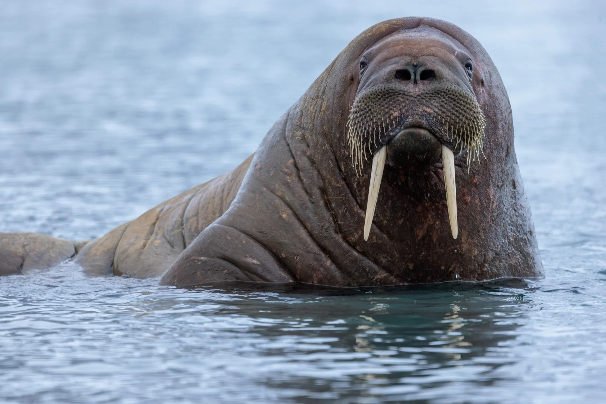Atlantic-Walrus-Face_2026-06-04_01.jpg