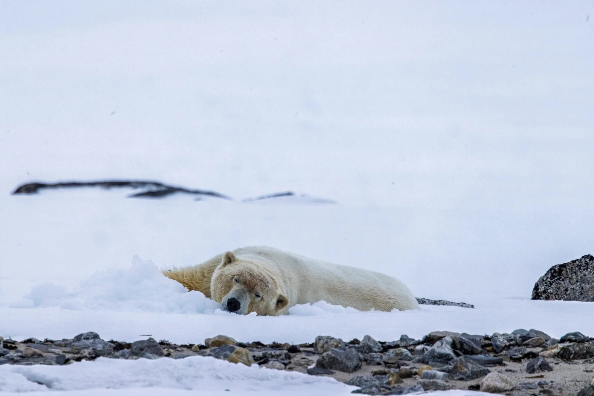 Sleeping-Polar-Bear_2026-06-04_01.jpg