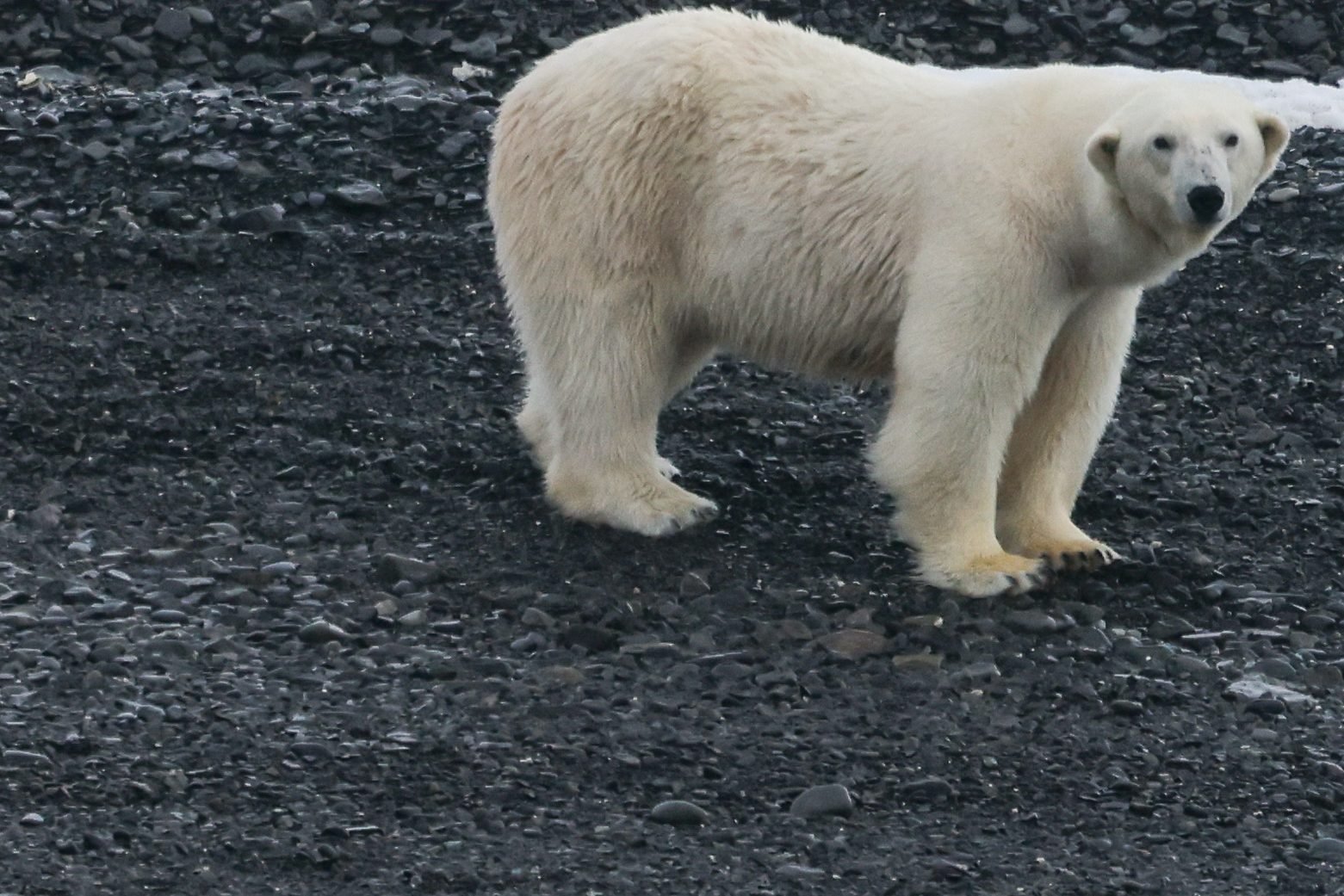 Polar-Bear-Tundra_2026-06-04_01.jpg