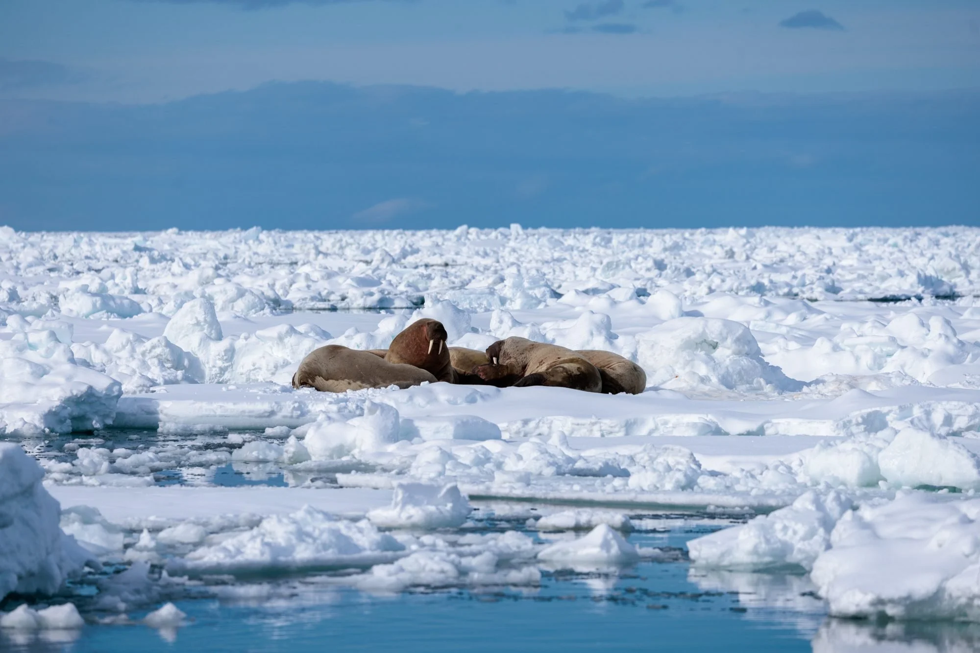 Walrus-Ice-Colony_2026-06-04_01.jpg