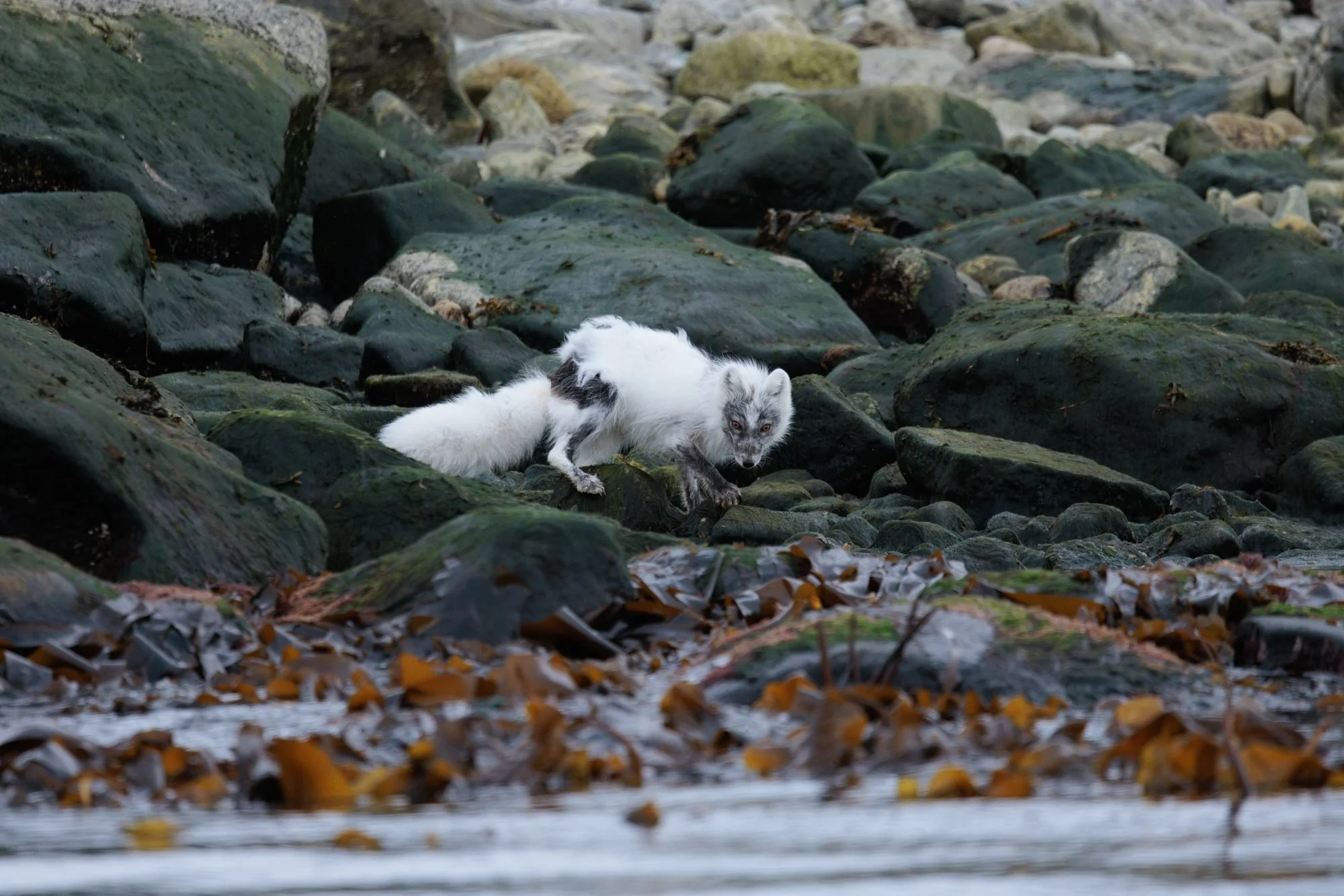 Molting-Arctic-Fox_2026-06-04_01.jpg