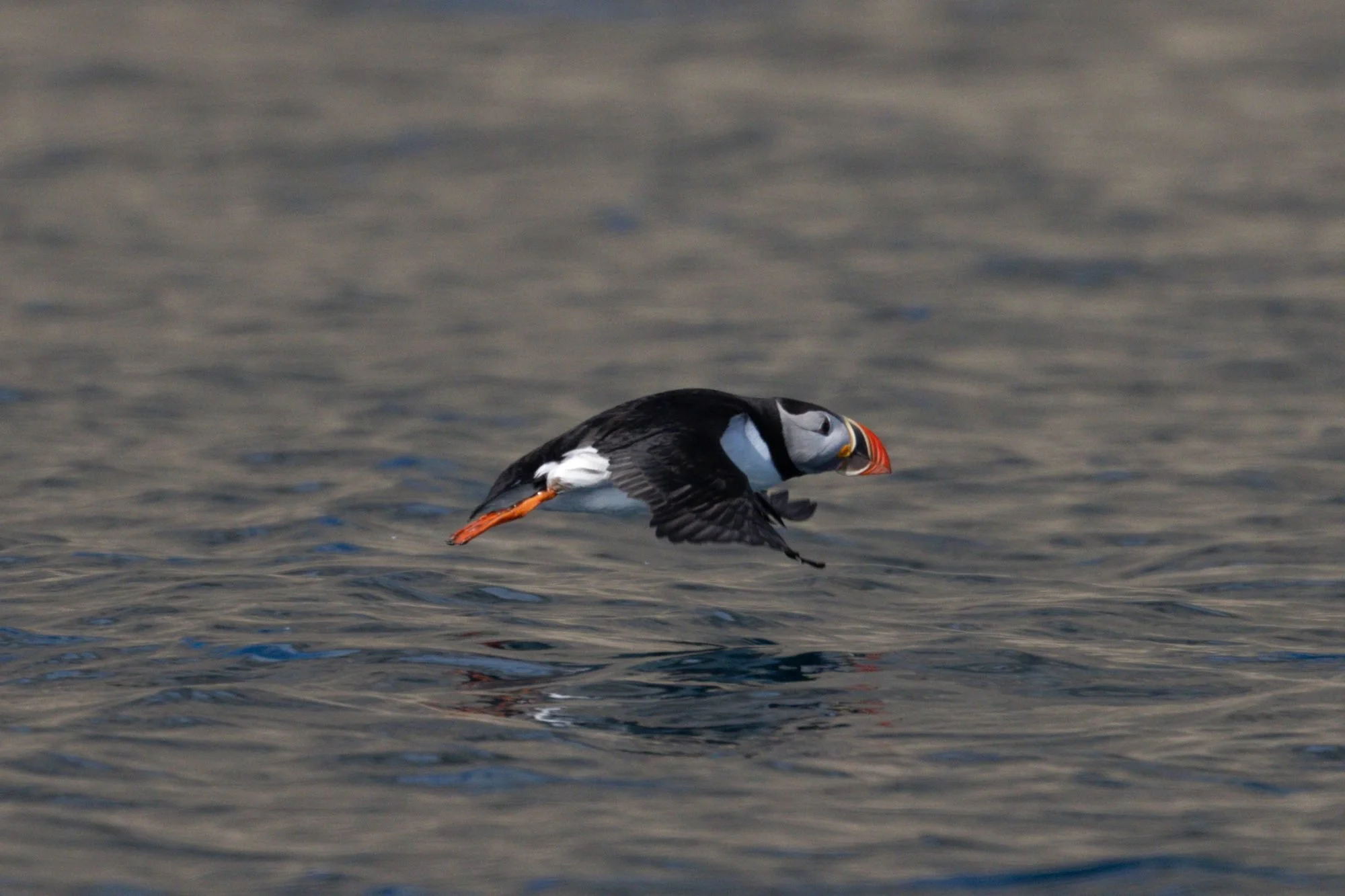 Atlantic-Puffin-Flight_2026-06-04_01.jpg