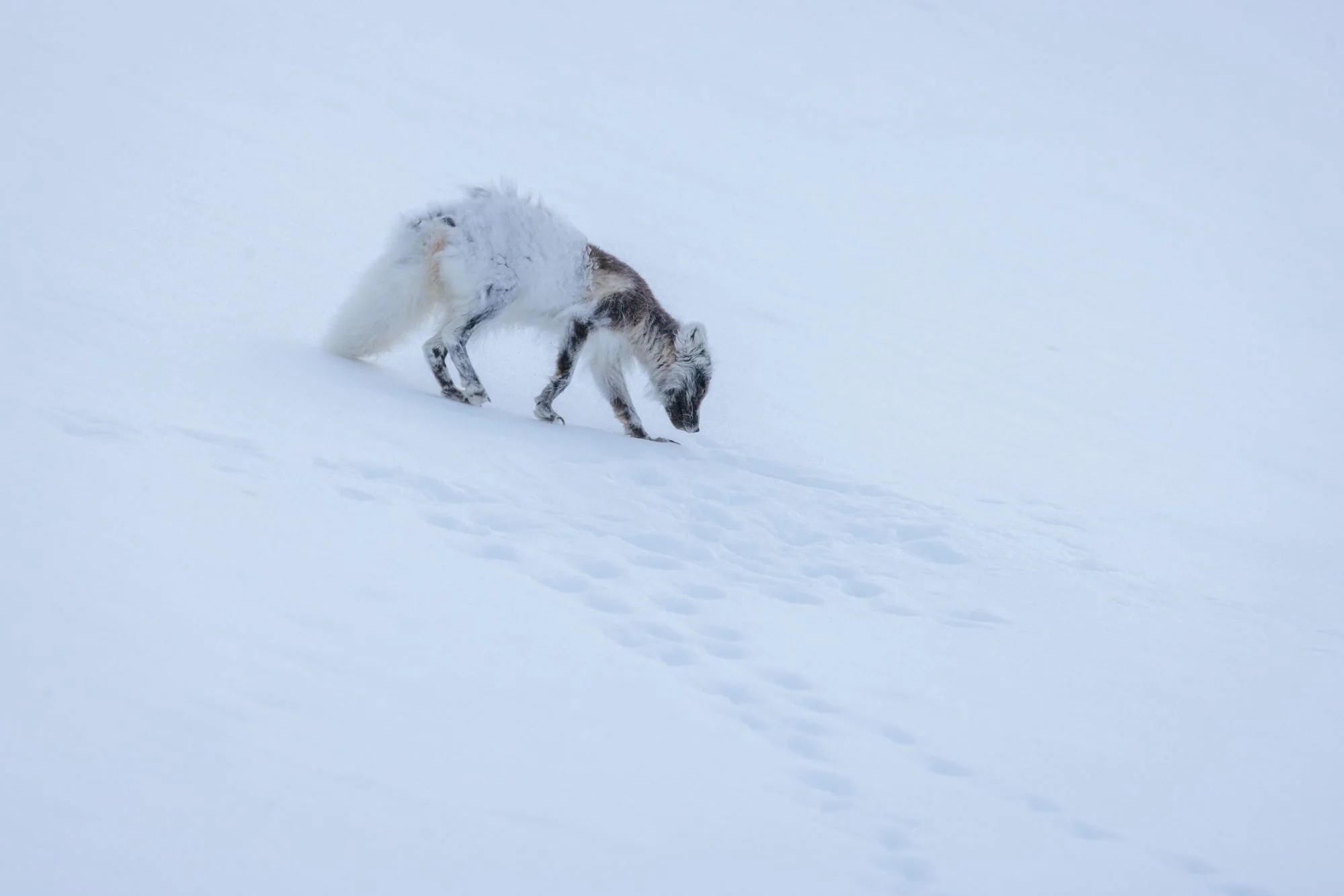 Arctic-Fox-Svalbard_2026-06-04_02.jpg