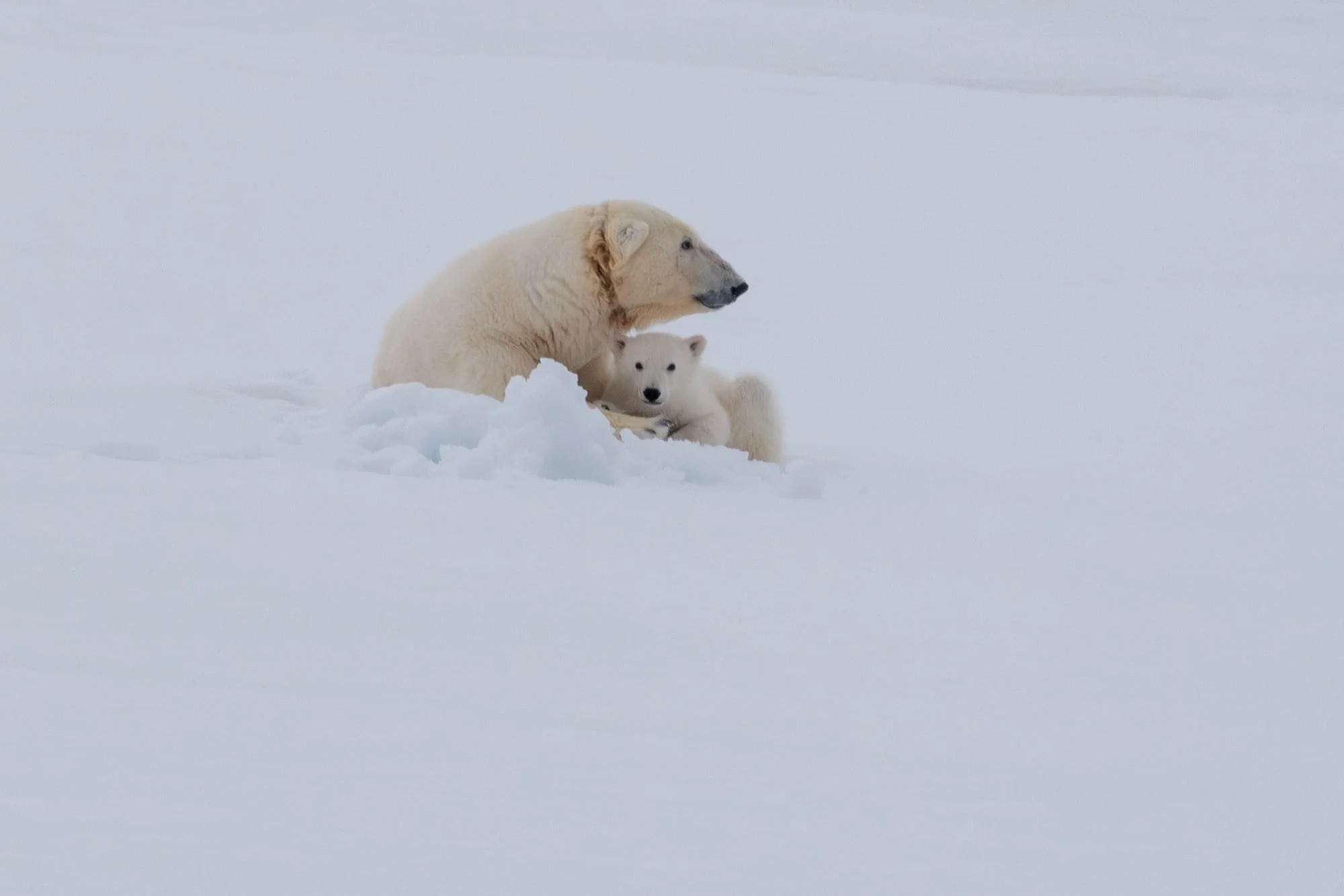 Polar-Bear-Family_2026-06-04_08.jpg