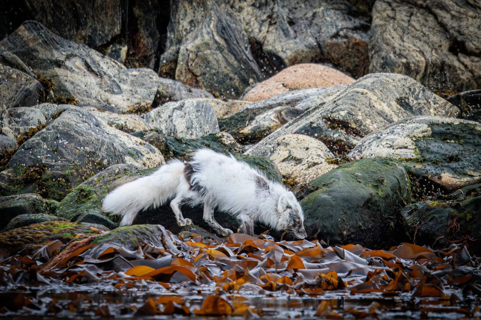 Arctic-Fox-Svalbard_2026-06-04_01.jpg