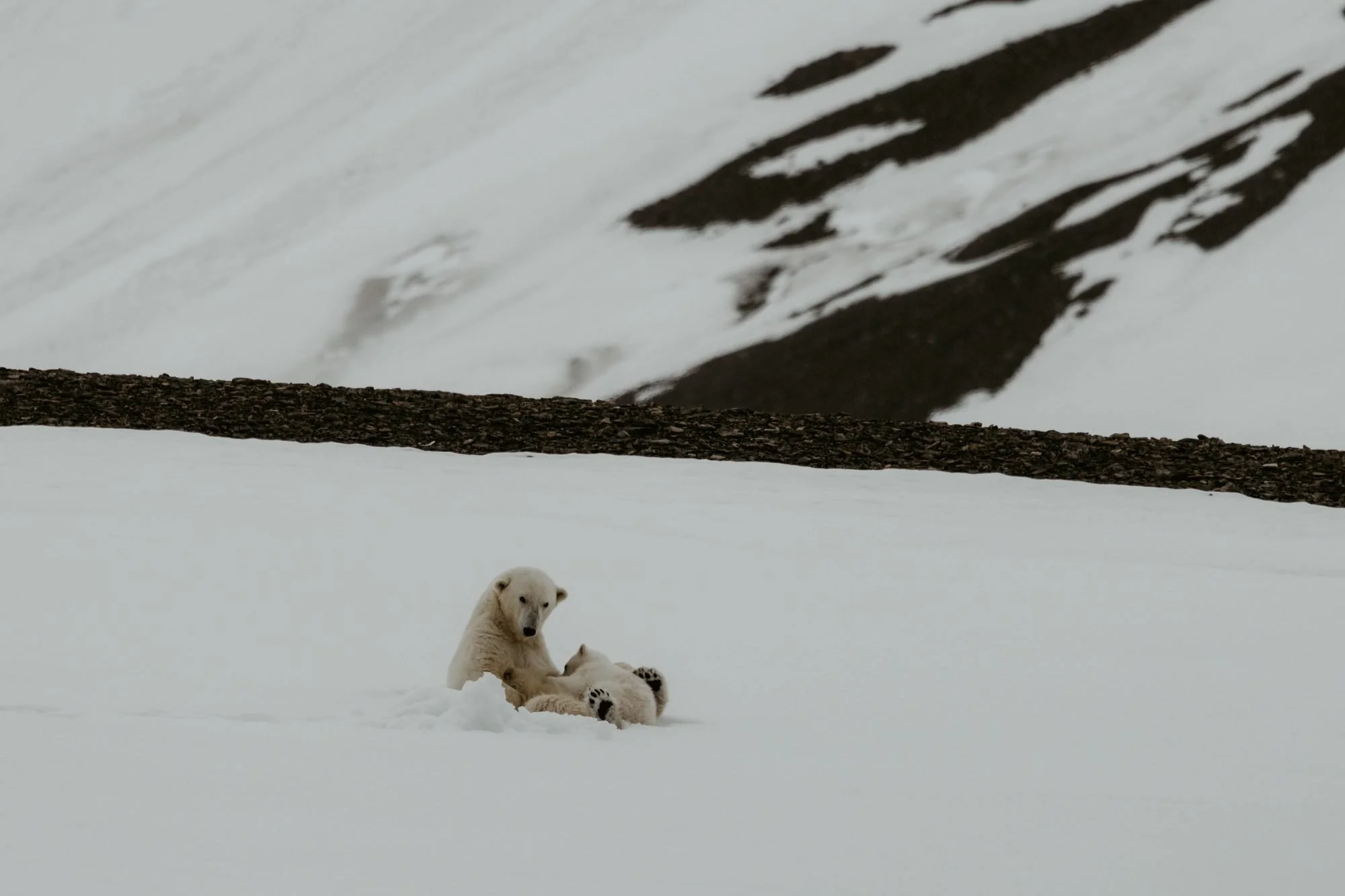 Polar-Bear-Family_2026-06-04_04.jpg