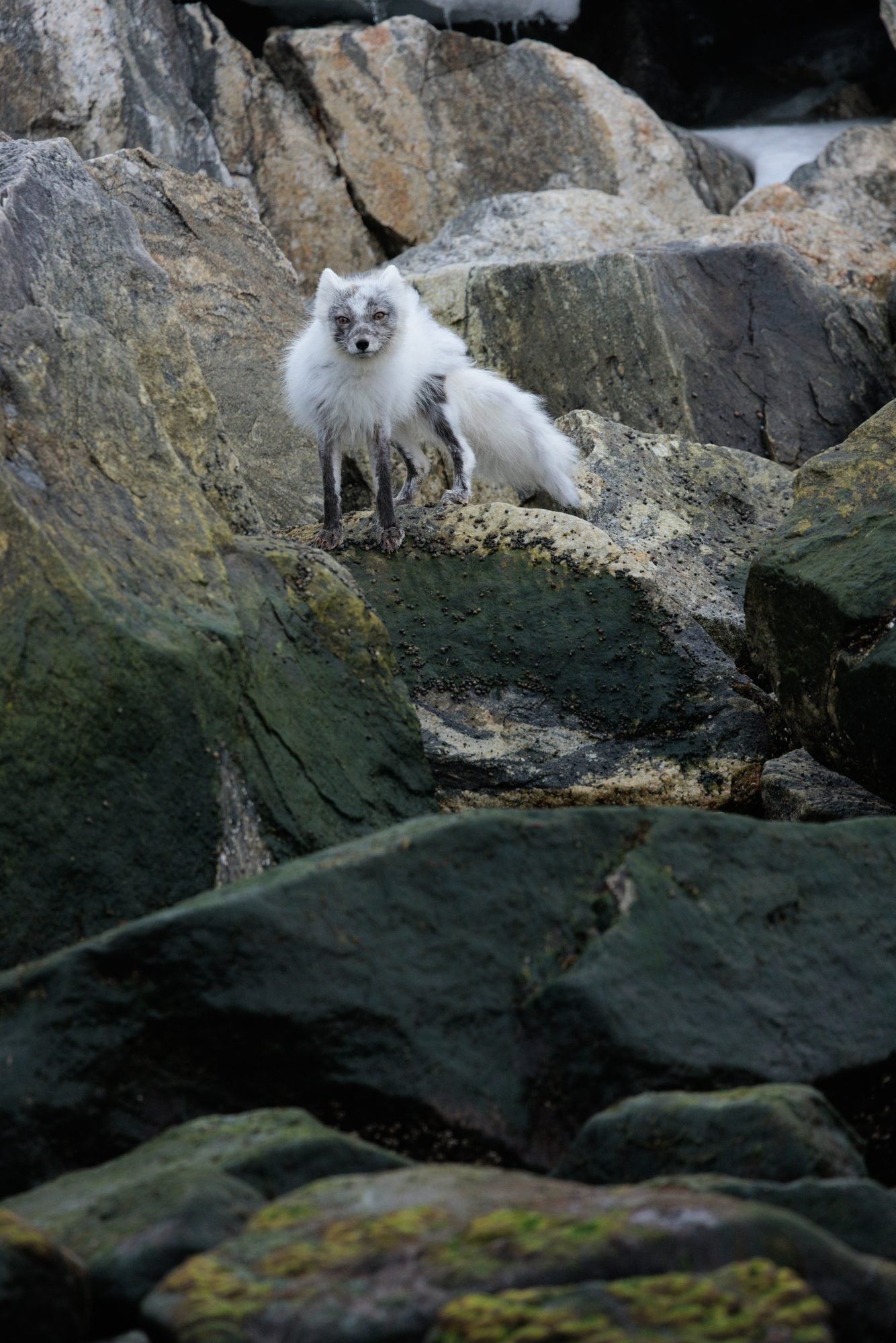 Arctic-Fox-Wildlife_2026-06-04_01.jpg
