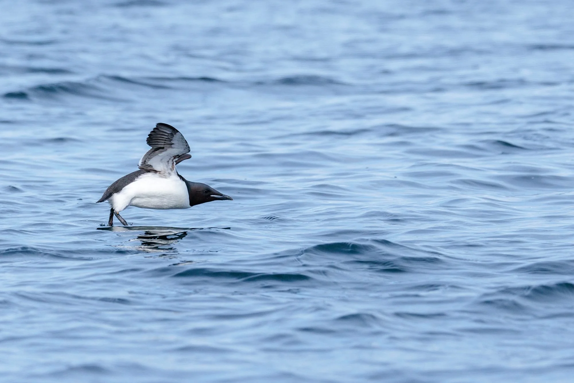Thick-billed-Murre-Skimming-Water_2026-06-04_01.jpg