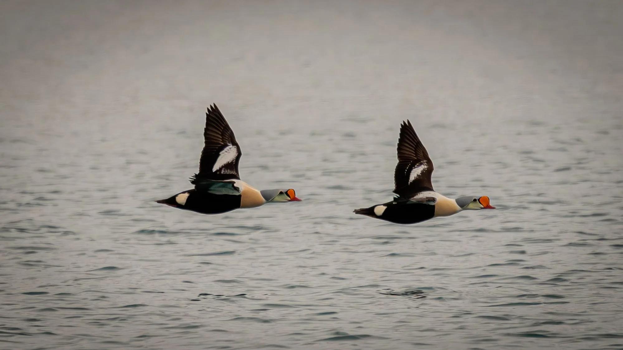 King-Eider-Ducks-Flying_2026-06-04_01.jpg