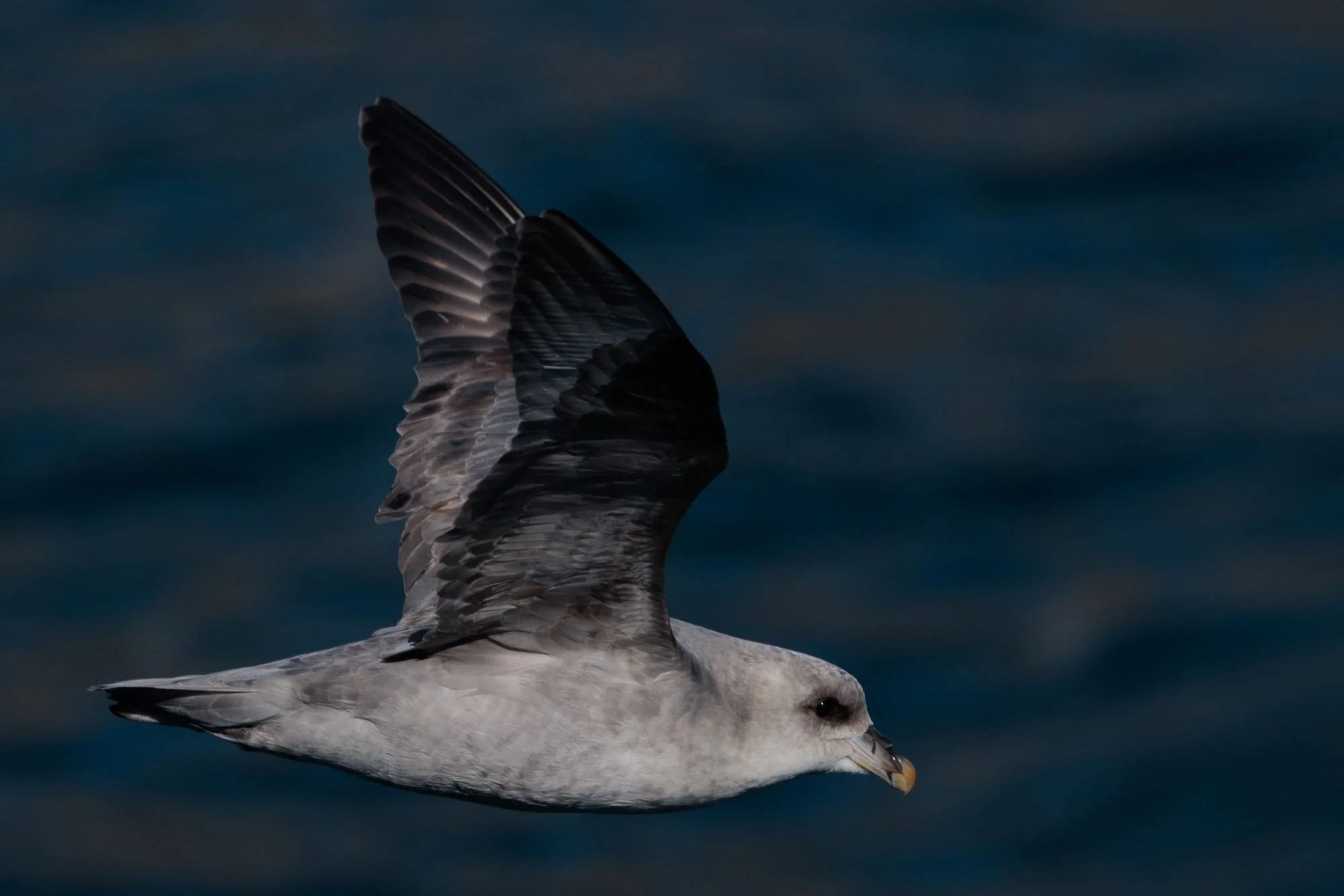Northern-Fulmar-Flight_2026-06-04_01.jpg