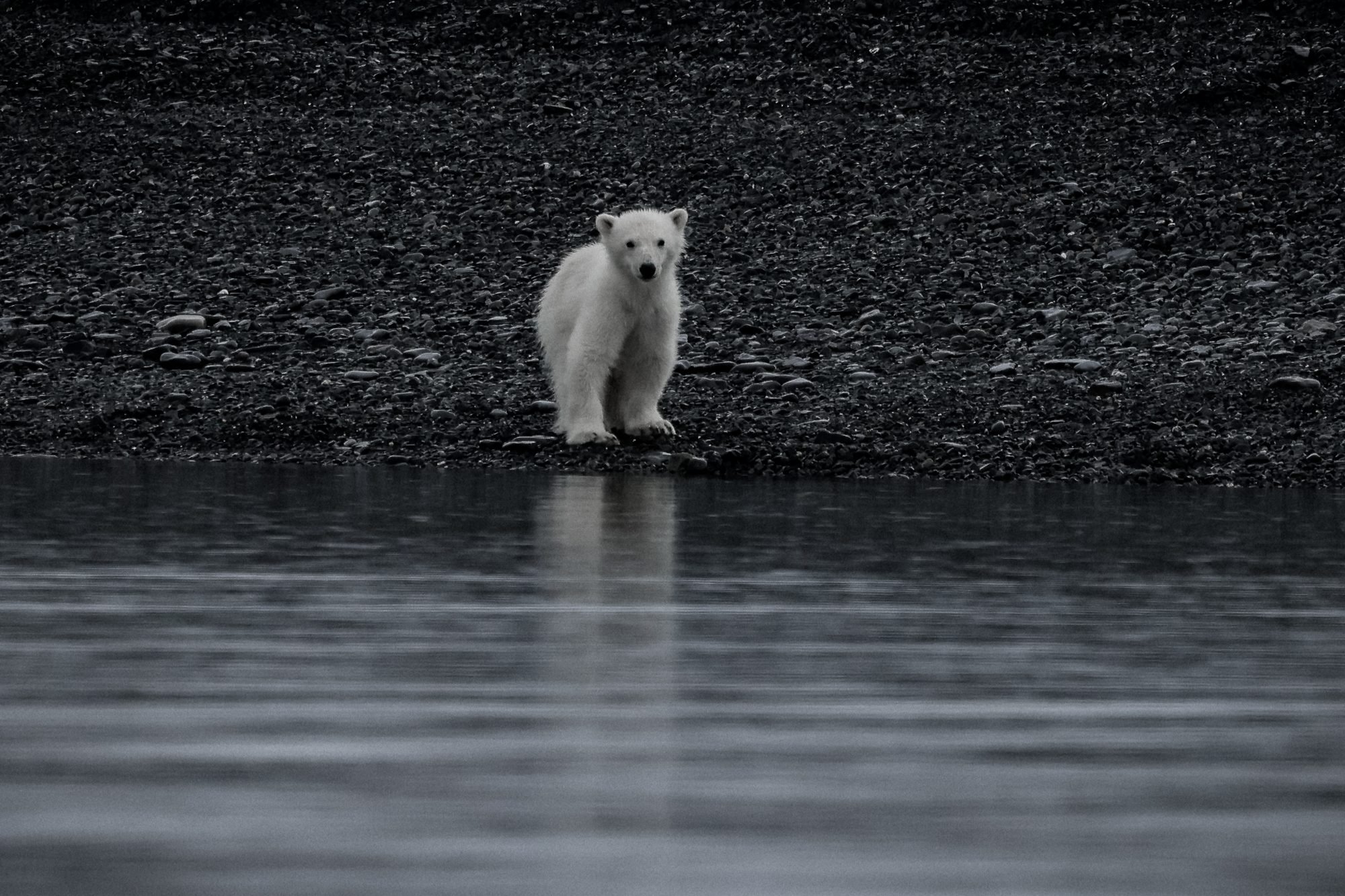Polar-Bear-Cub_2026-06-04_03.jpg