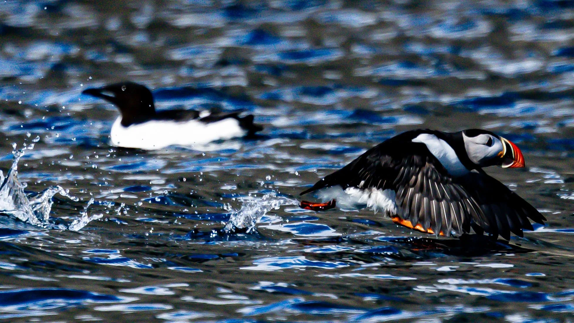 Atlantic-Puffin-Takeoff_2026-06-04_02.jpg