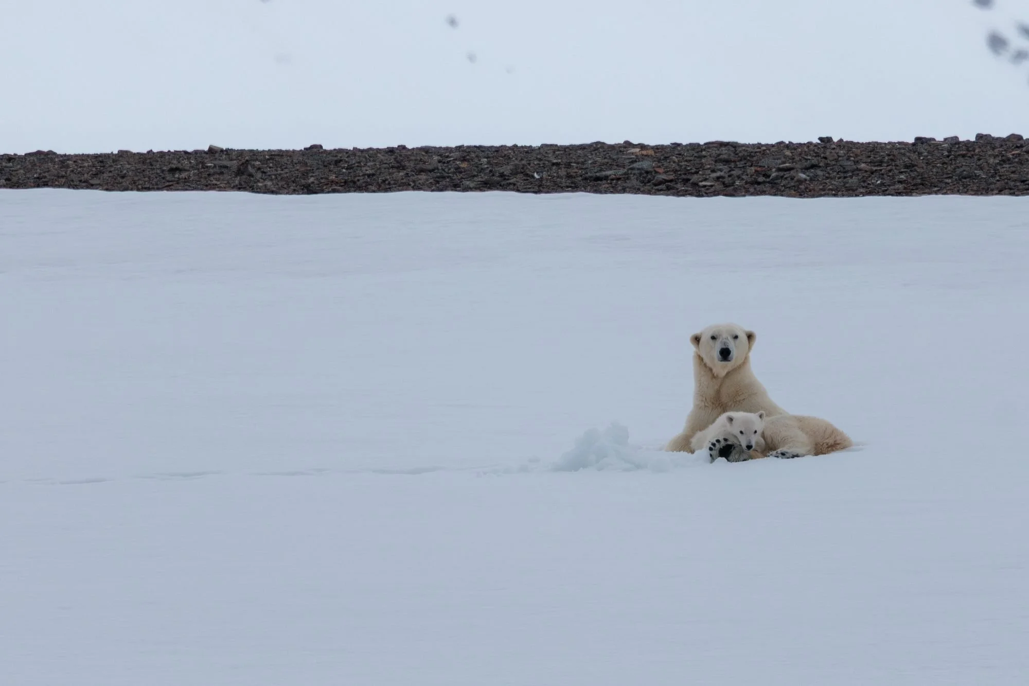 Polar-Bear-Family_2026-06-04_07.jpg