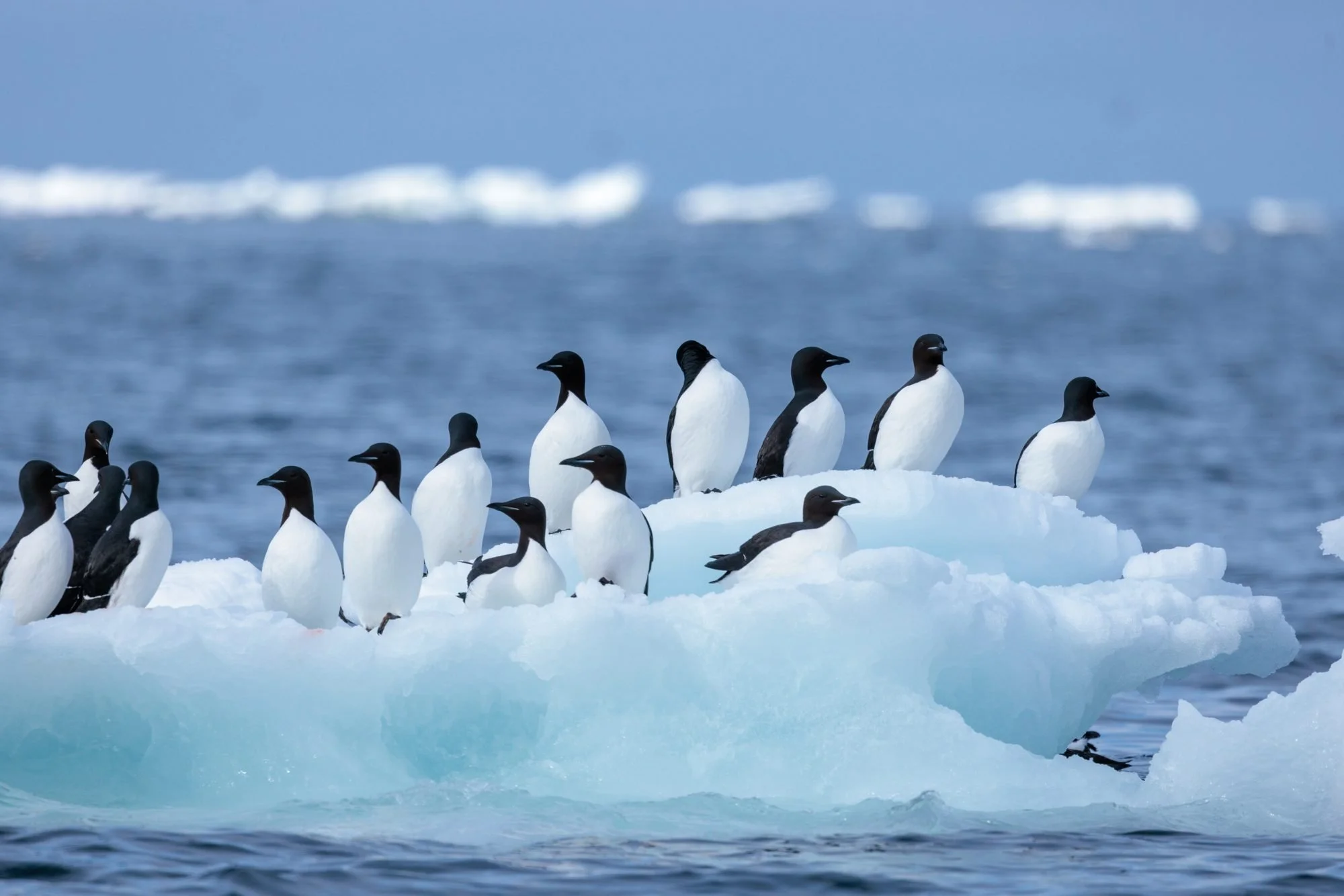 Brunnichs-Guillemots-Iceberg_2026-06-04_01.jpg