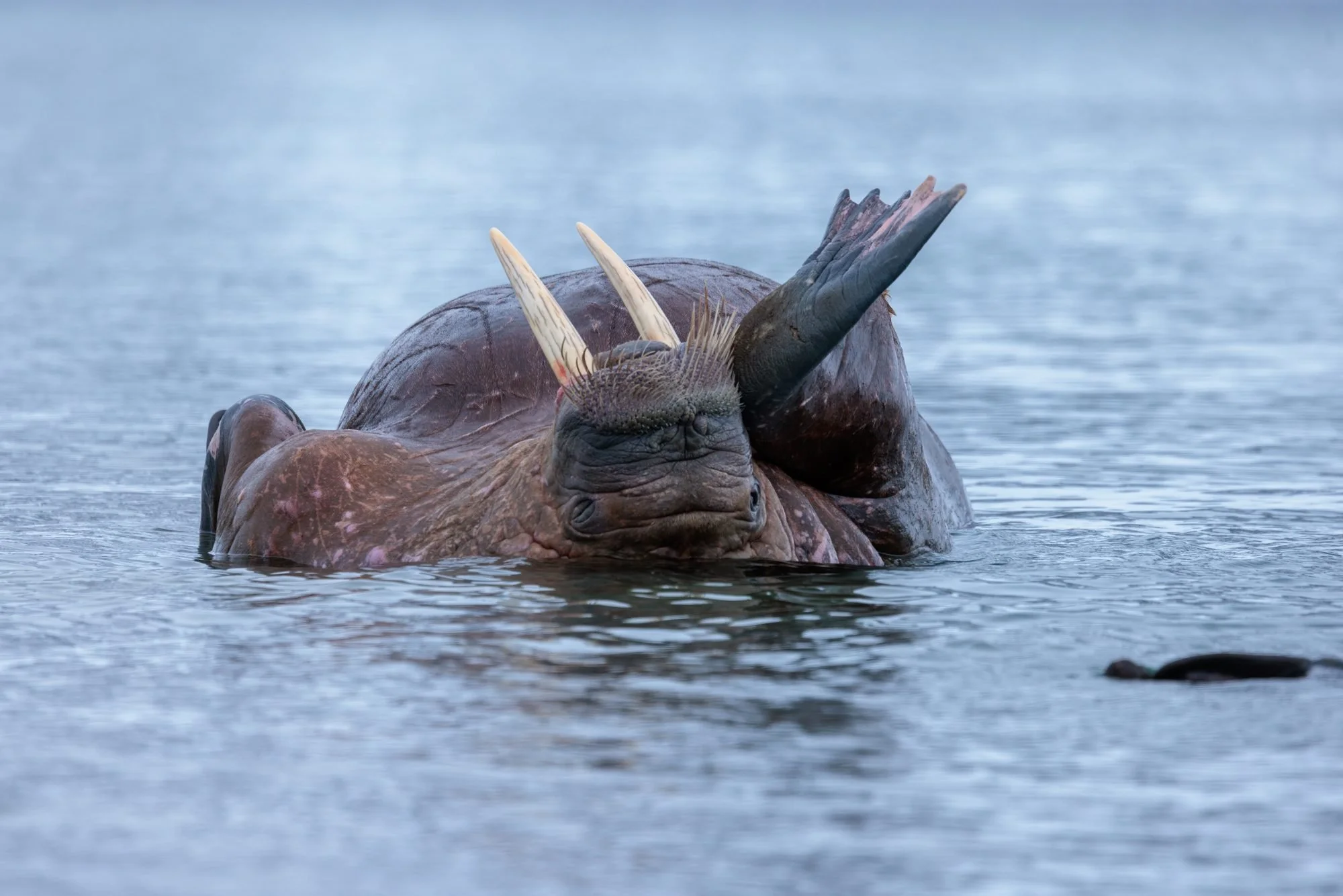 Grooming-Walrus-In-Water_2026-06-04_01.jpg