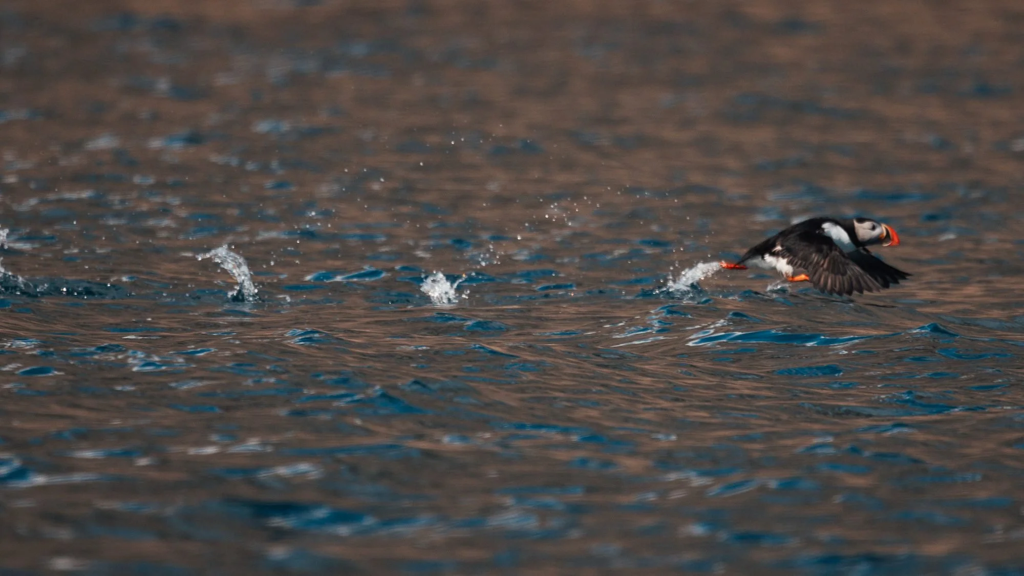 Atlantic-Puffin-Skittering_2026-06-04_01.jpg