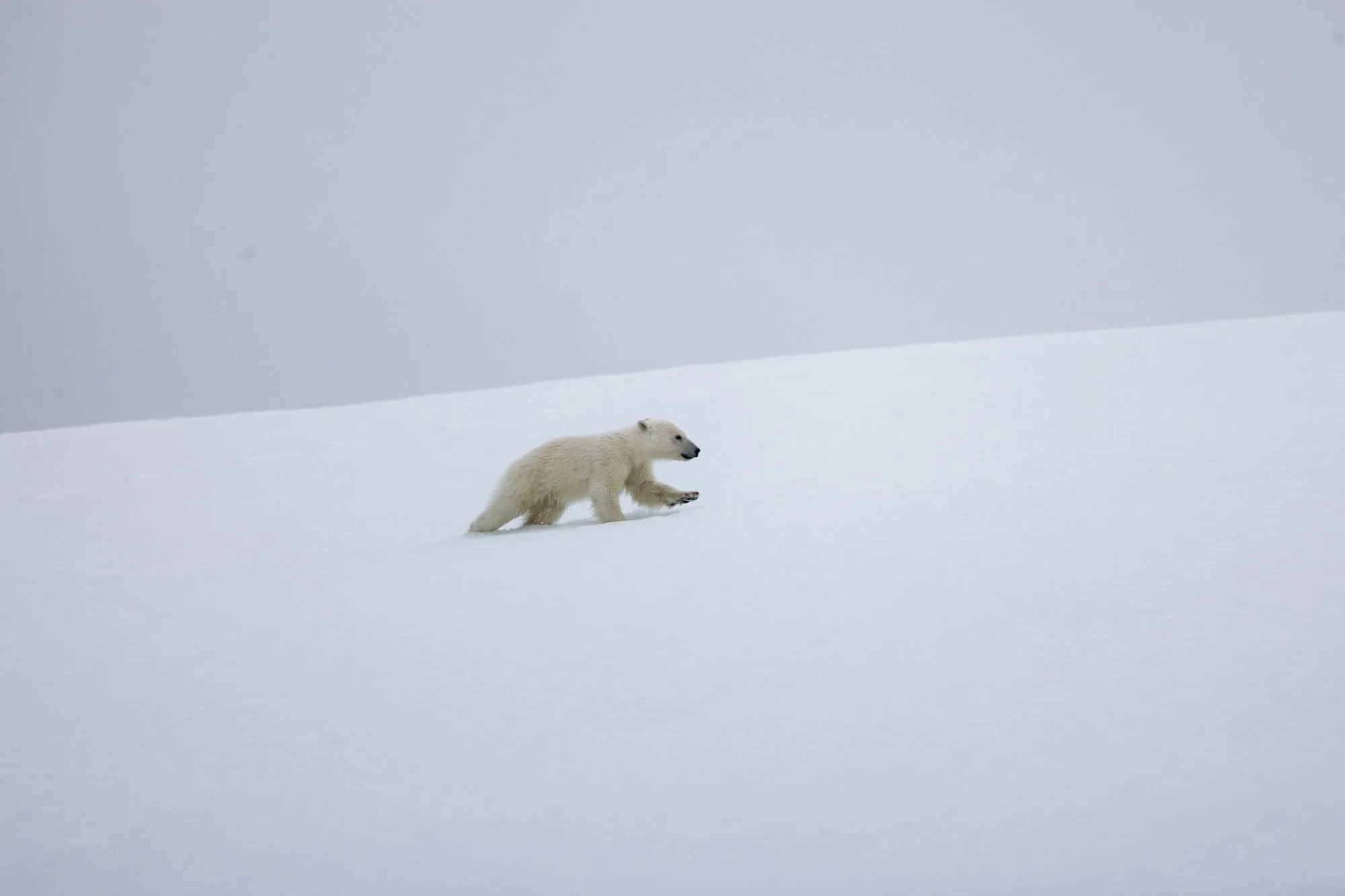 Polar-Bear-Cub_2026-06-04_01.jpg