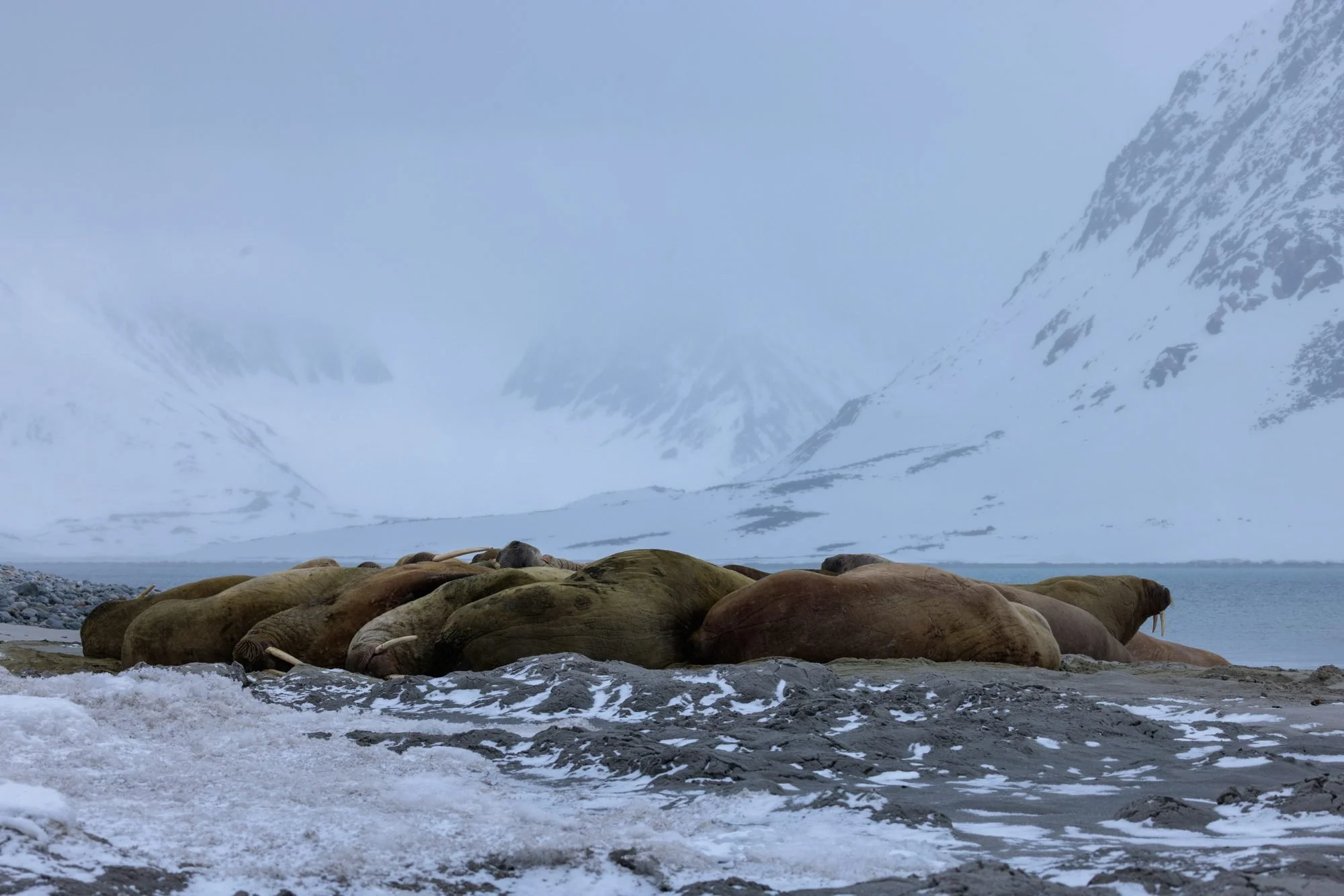 Walrus-Herd-Haul-out_2026-06-04_01.jpg
