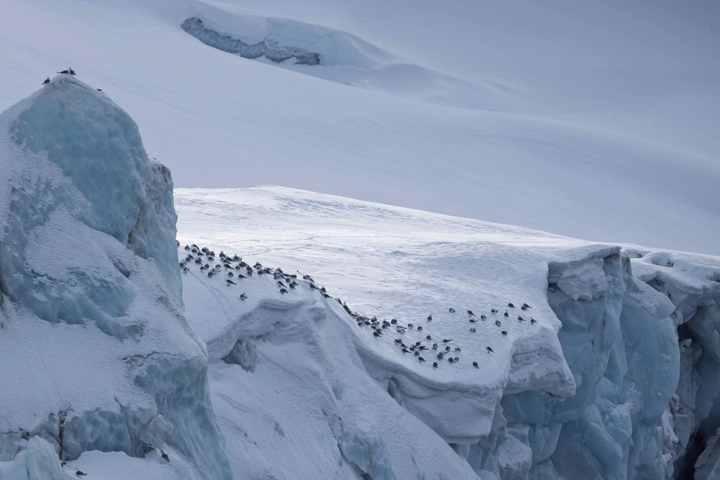 Kittiwakes-on-Glacier_2026-06-04_01.jpg