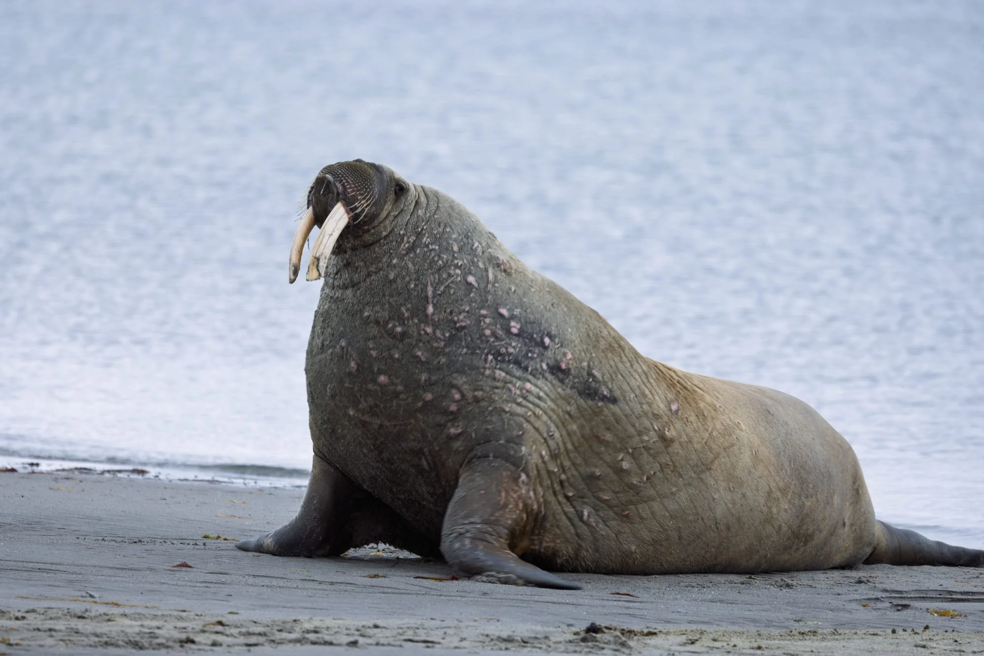 Atlantic-Walrus-Beach_2026-06-04_01.jpg