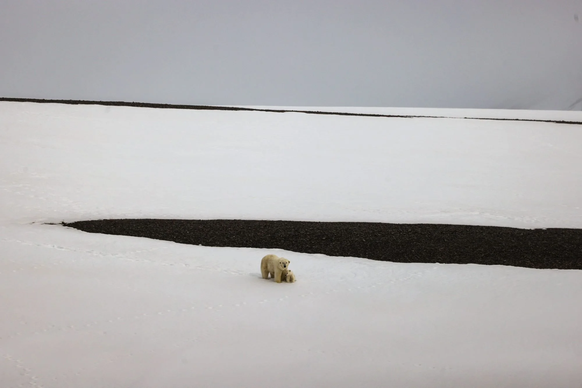 Polar-Bear-Family_2026-06-04_03.jpg