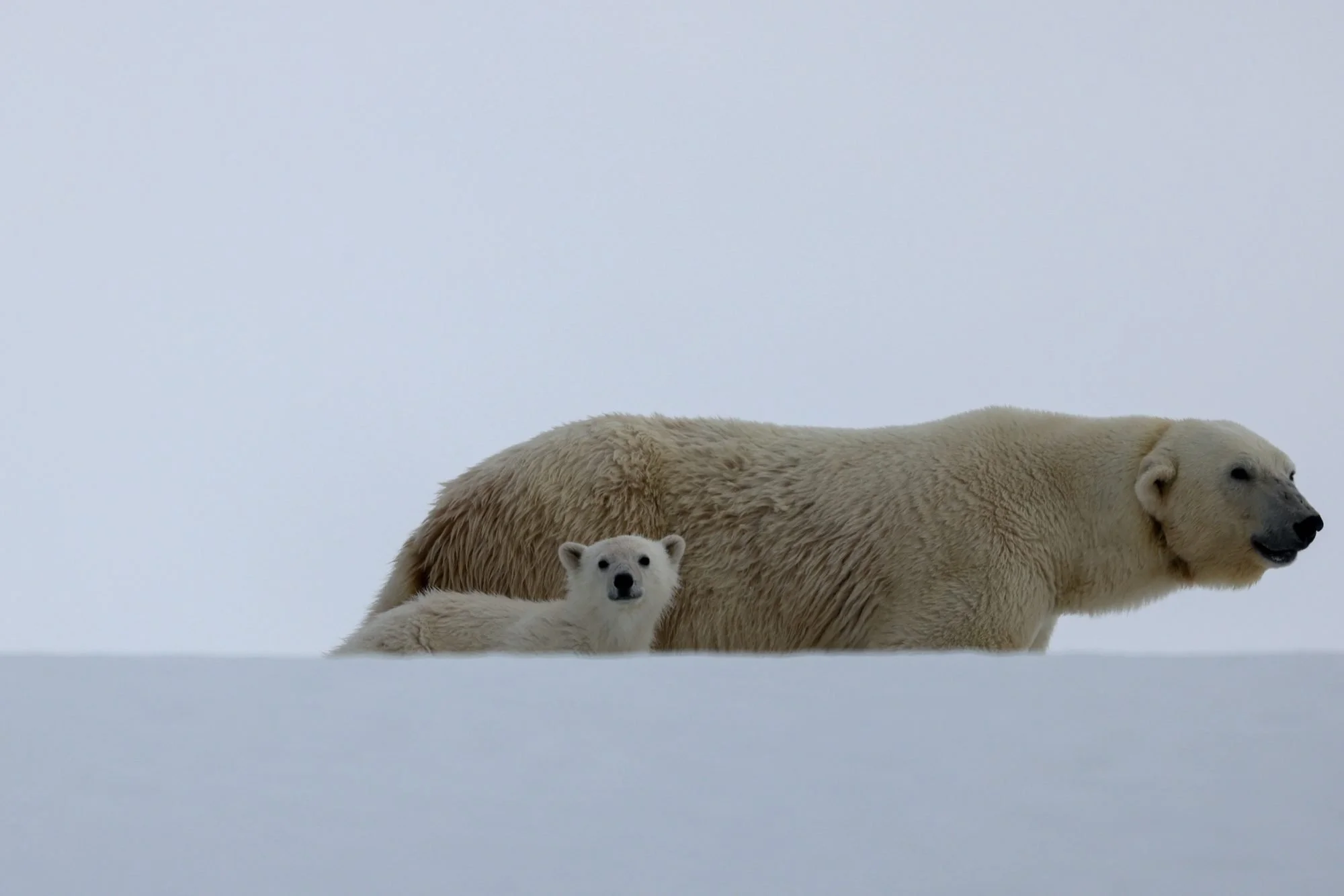 Polar-Bear-Family_2026-06-04_01.jpg
