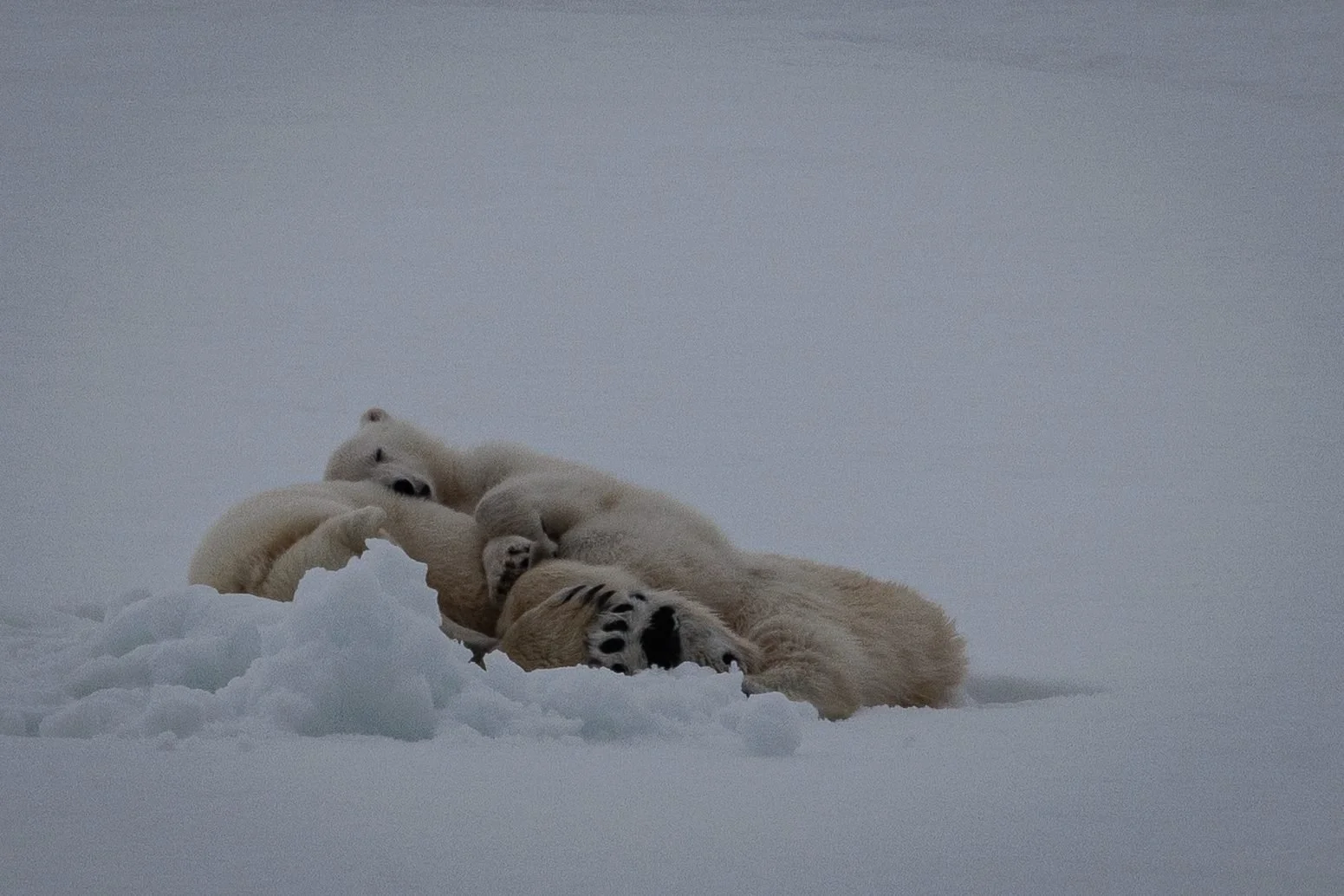 Sleeping-Polar-Bears_2026-06-04_01.jpg