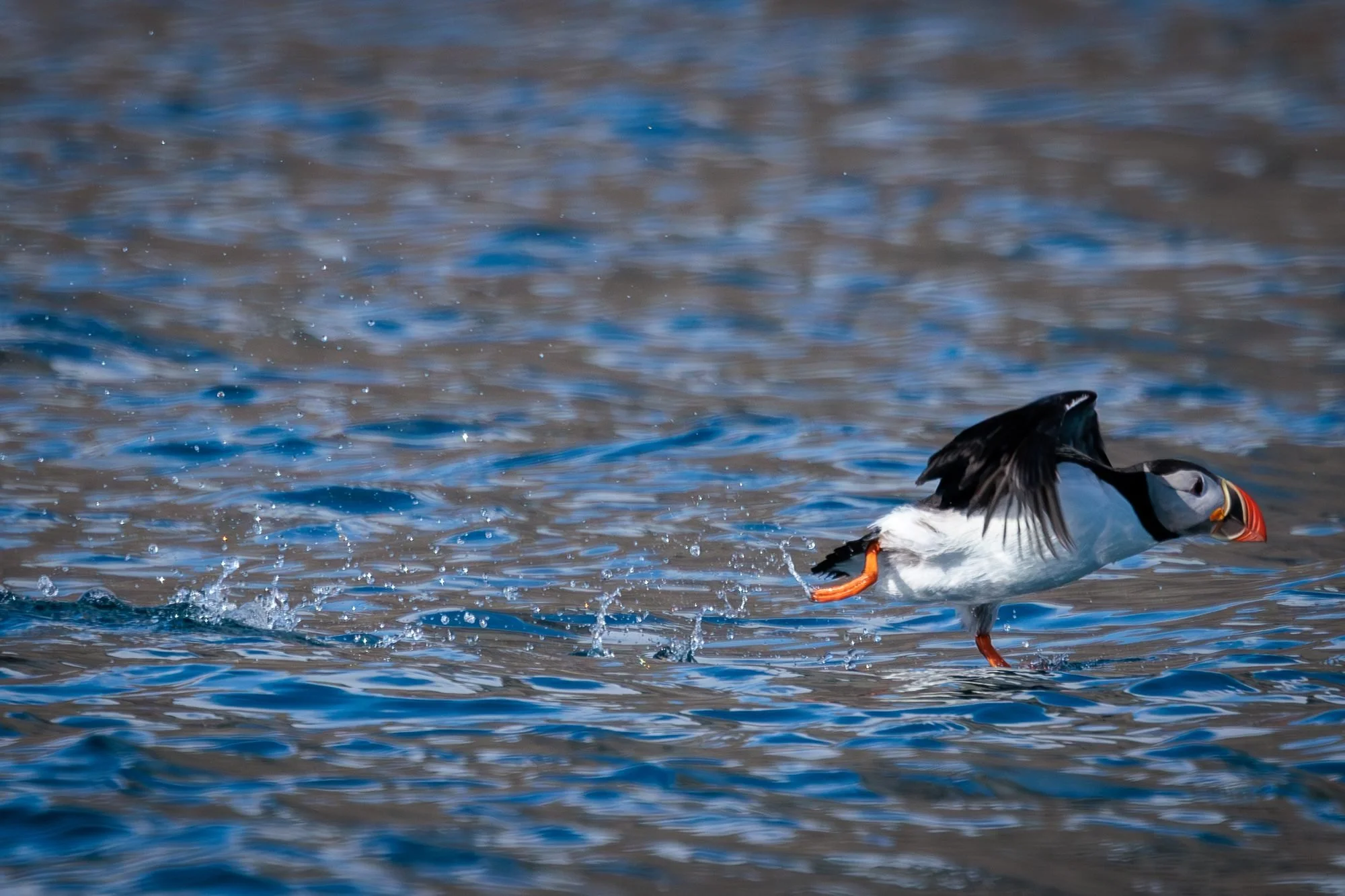 Atlantic-Puffin-Takeoff_2026-06-04_01.jpg
