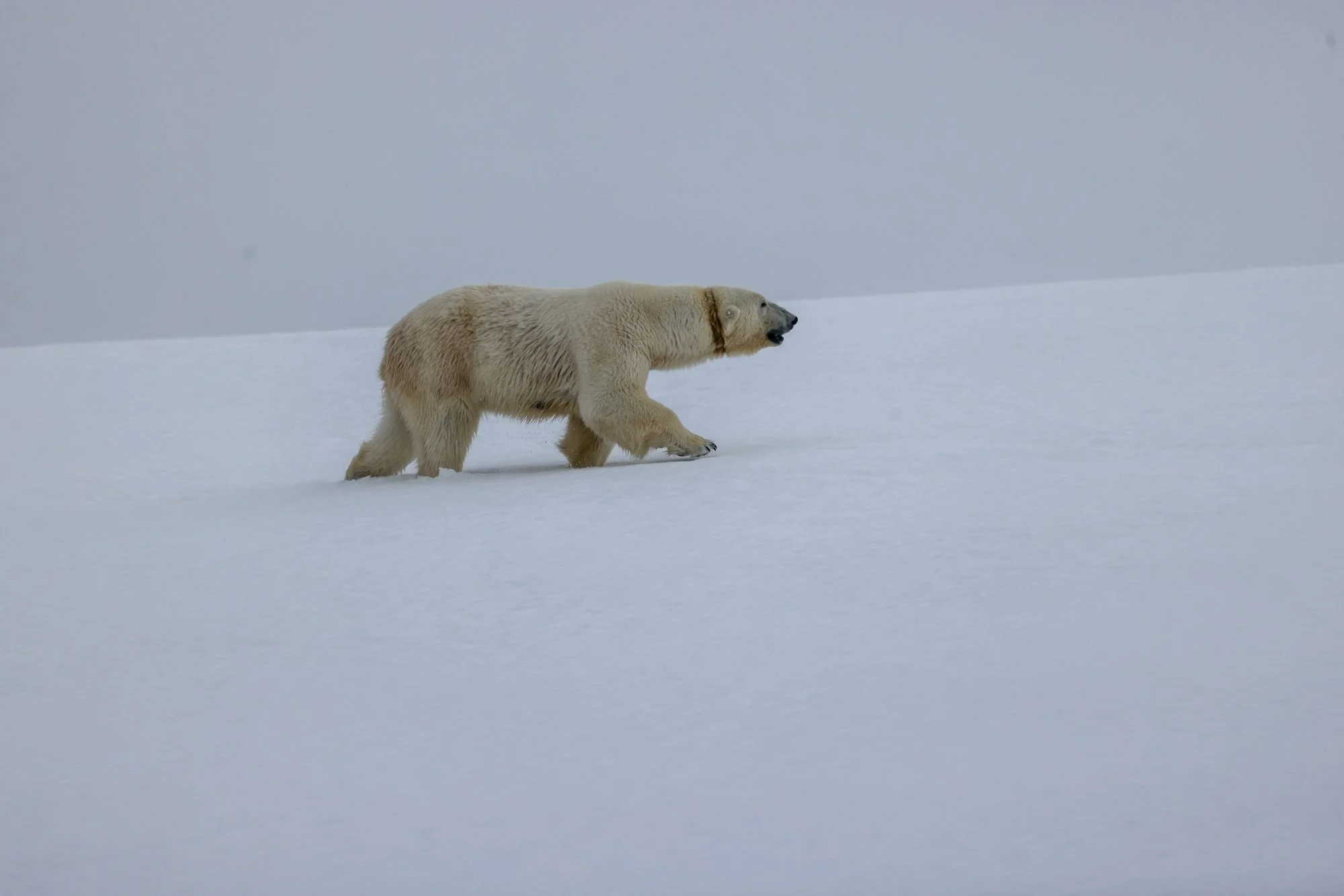 Polar-Bear-Walking_2026-06-04_01.jpg