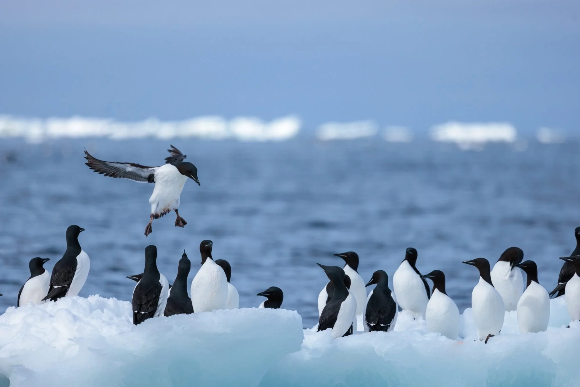 Thick-billed-Murre-Colony_2026-06-04_01.jpg