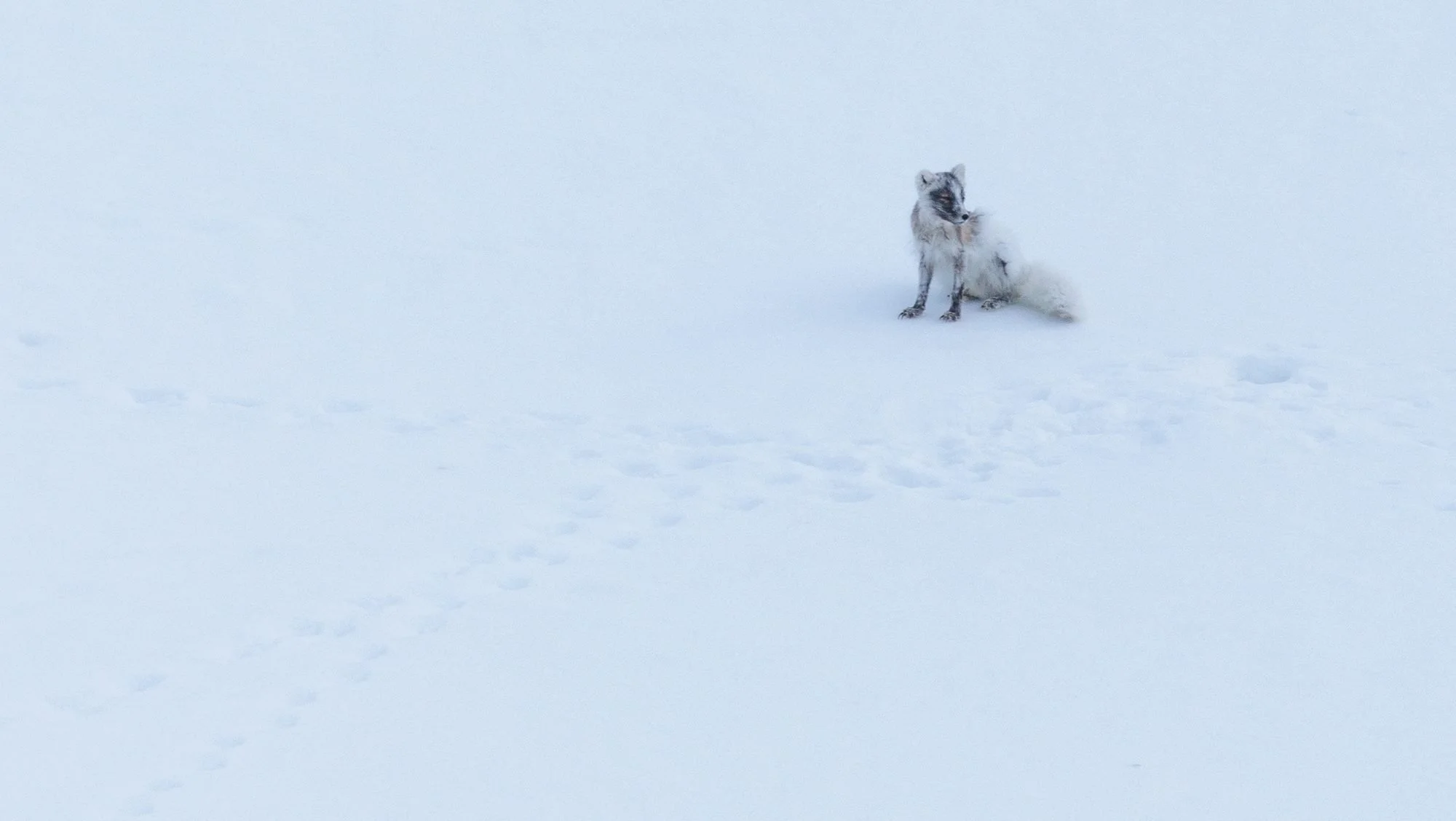 Arctic-Fox-Snow_2026-06-04_01.jpg