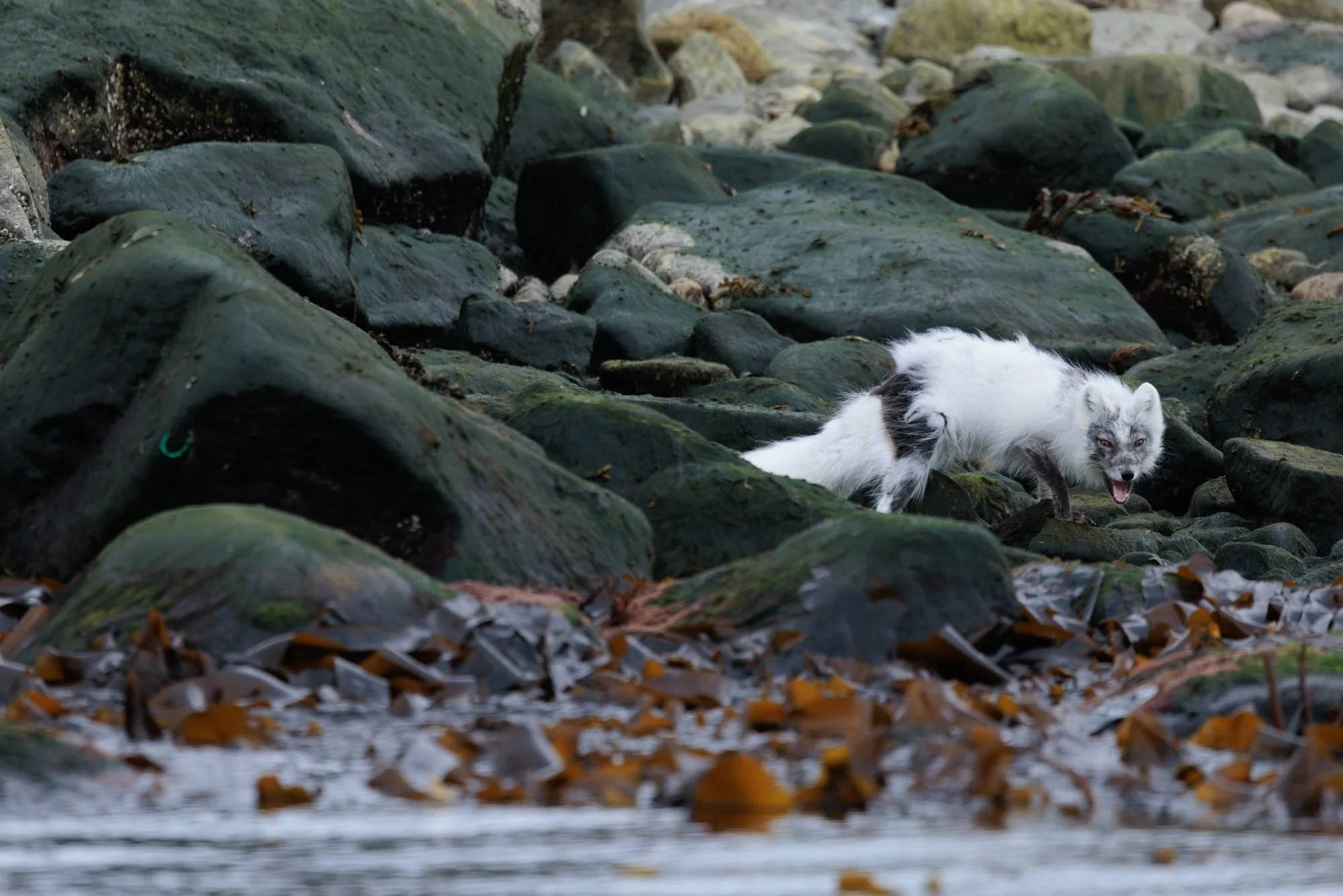 Molting-Arctic-Fox_2026-06-04_02.jpg