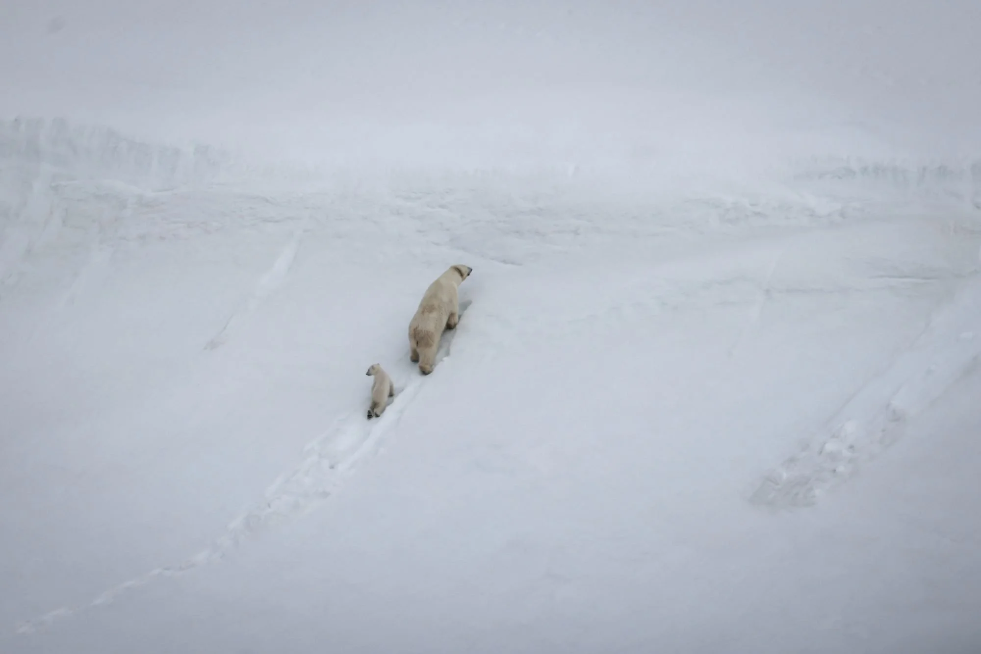 Polar-Bear-Family_2026-06-04_02.jpg