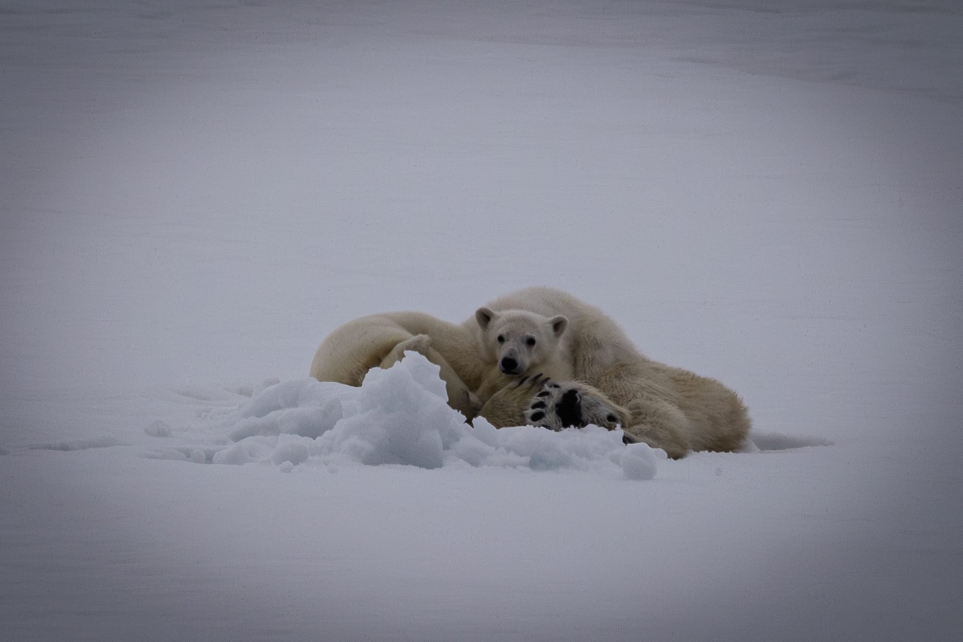 Polar-Bear-Family_2026-06-04_06.jpg