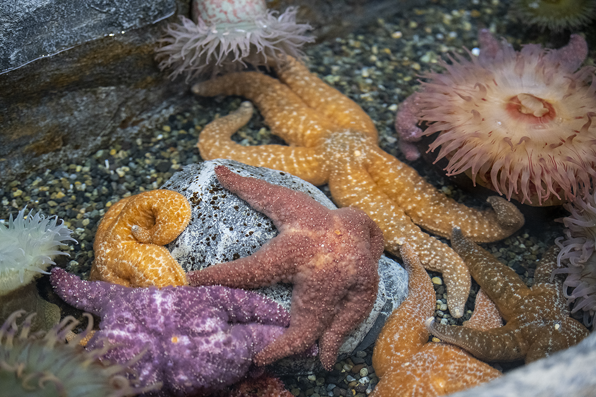 A group of marine creatures including starfish and anenome in a tide pool.