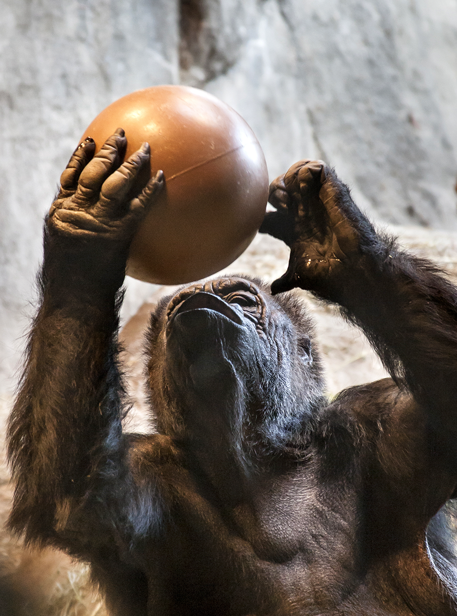 A gorilla holds a ball toy above its head.